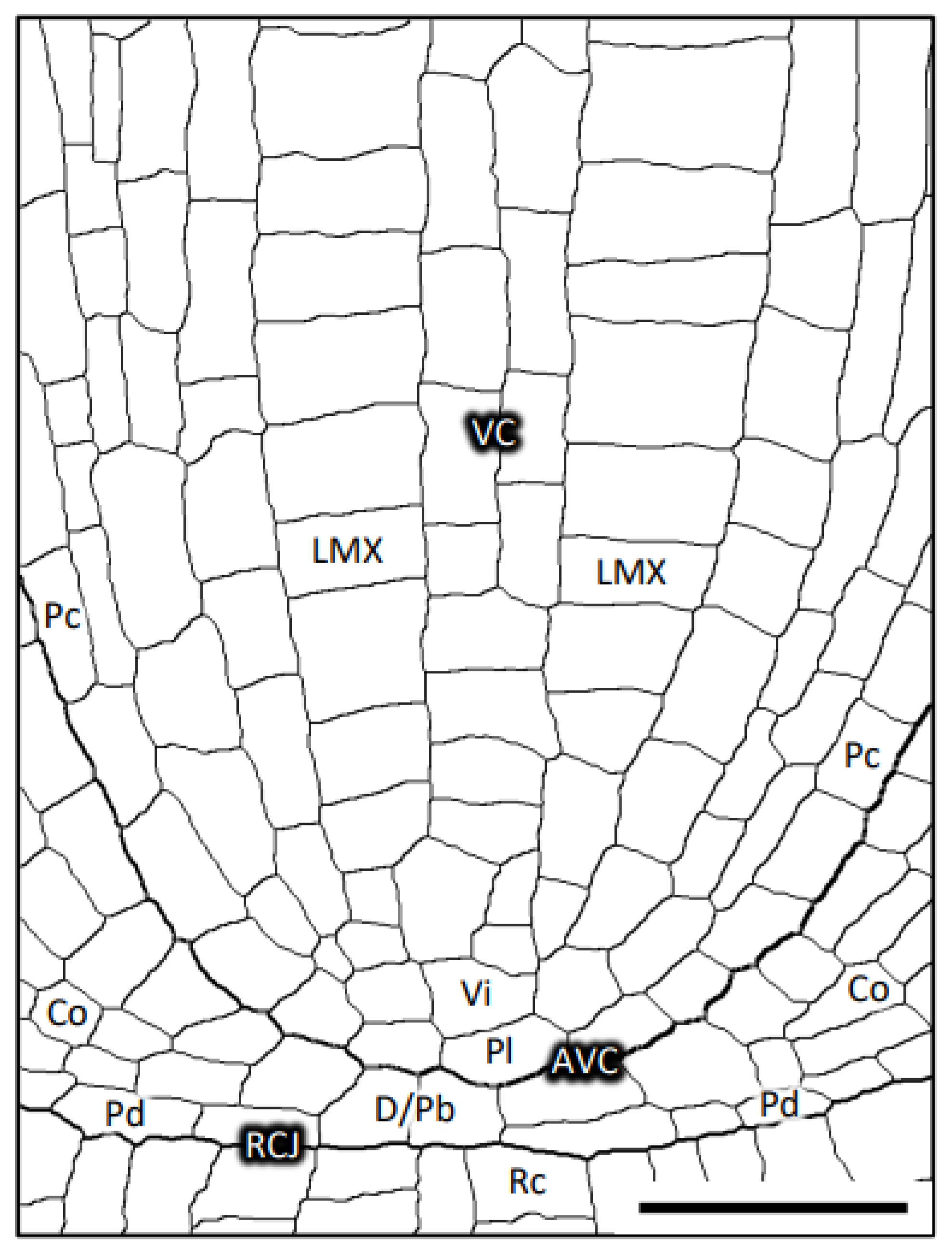 Plants 13 00910 g001