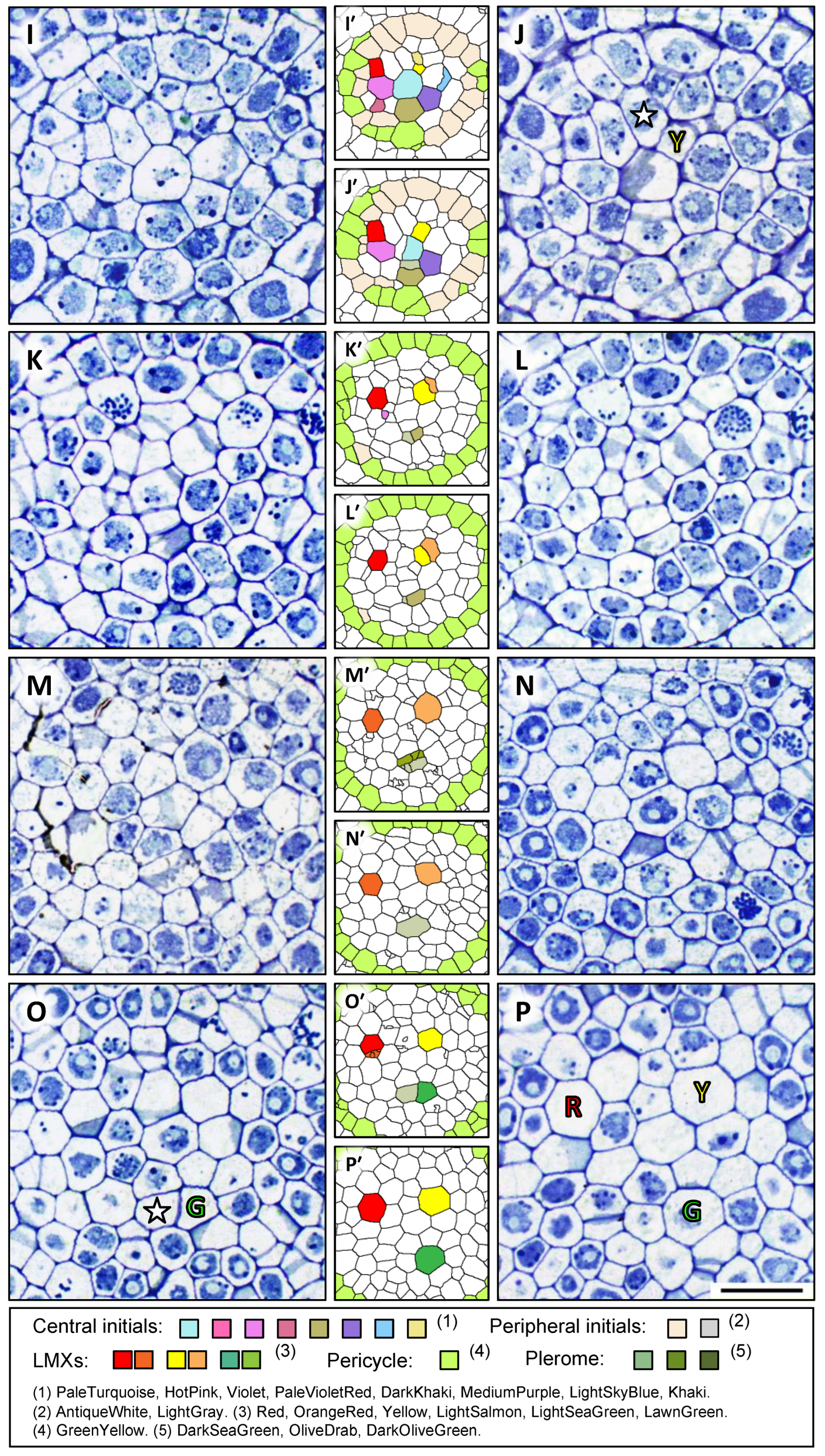 Plants 13 00910 g002b