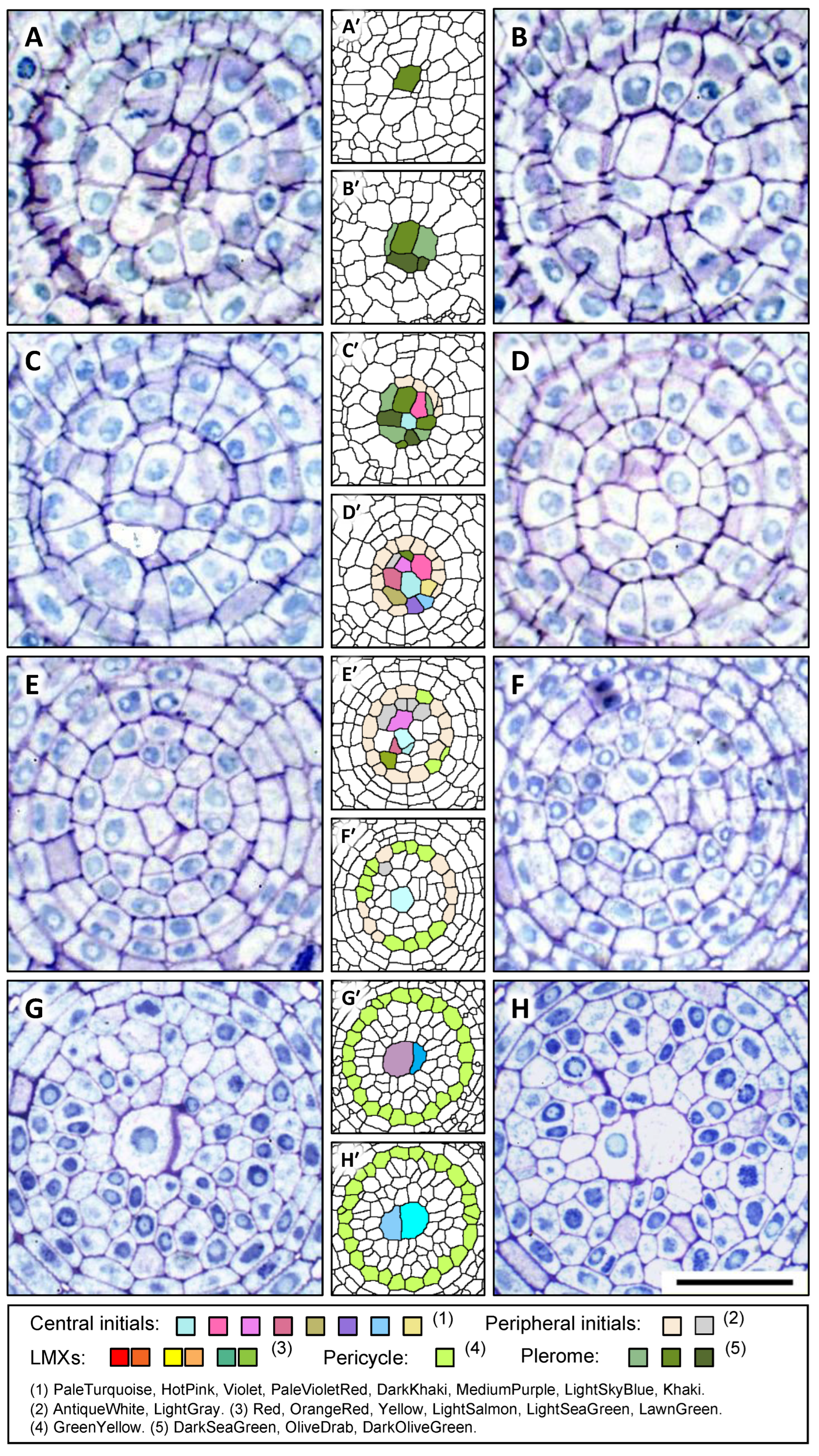 Plants 13 00910 g006