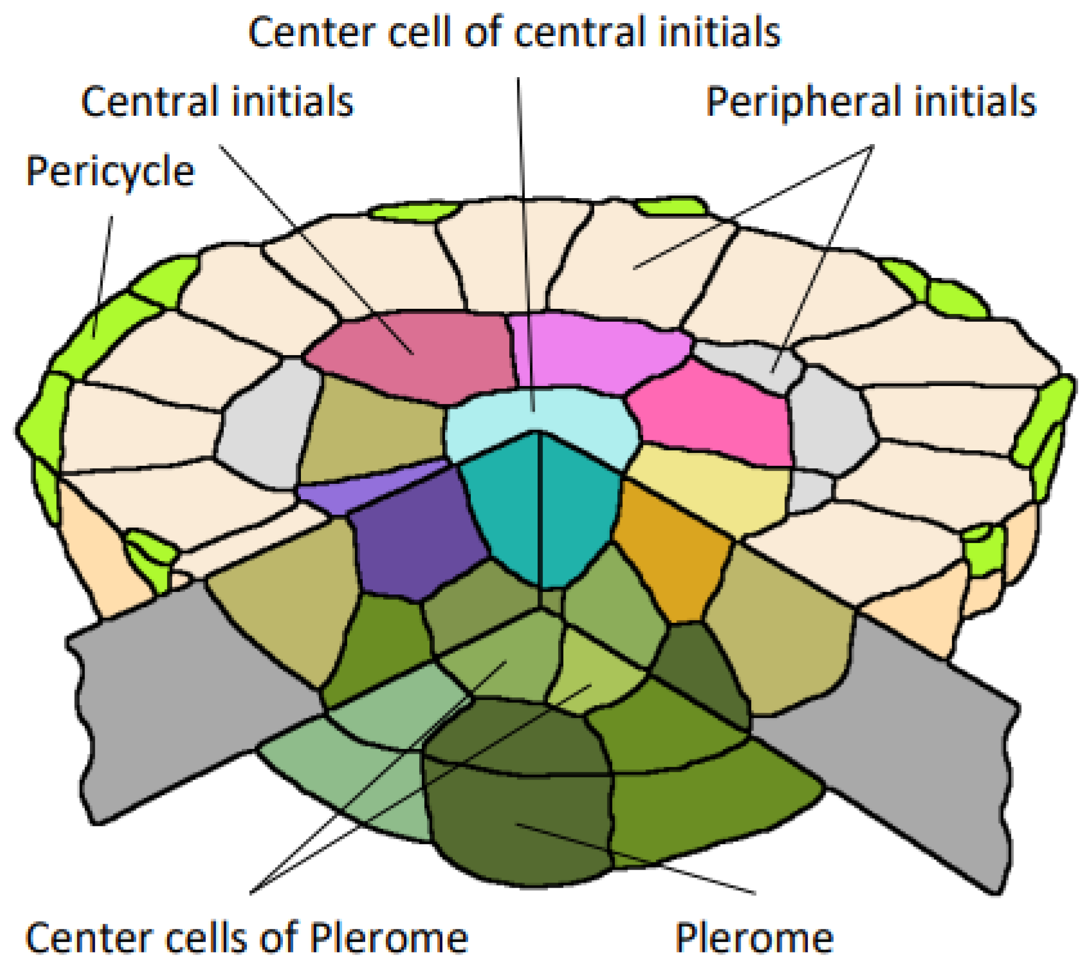 Plants 13 00910 g017