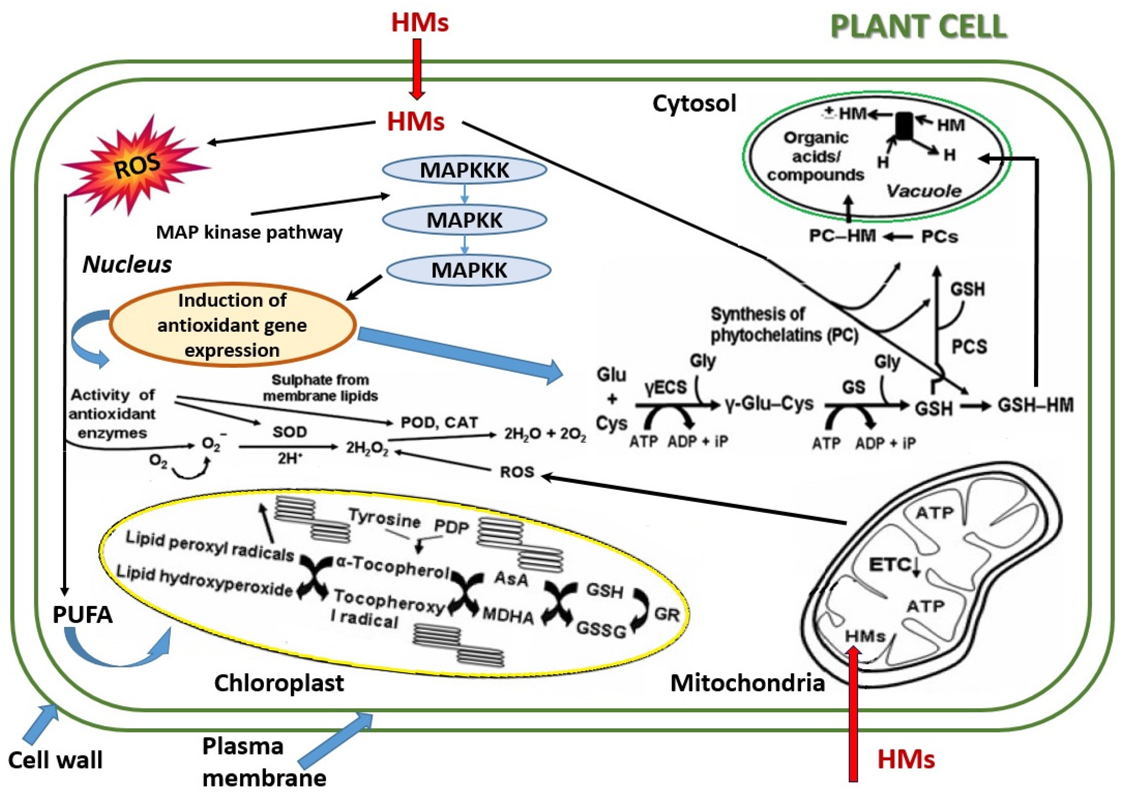 Plants 13 00913 g004