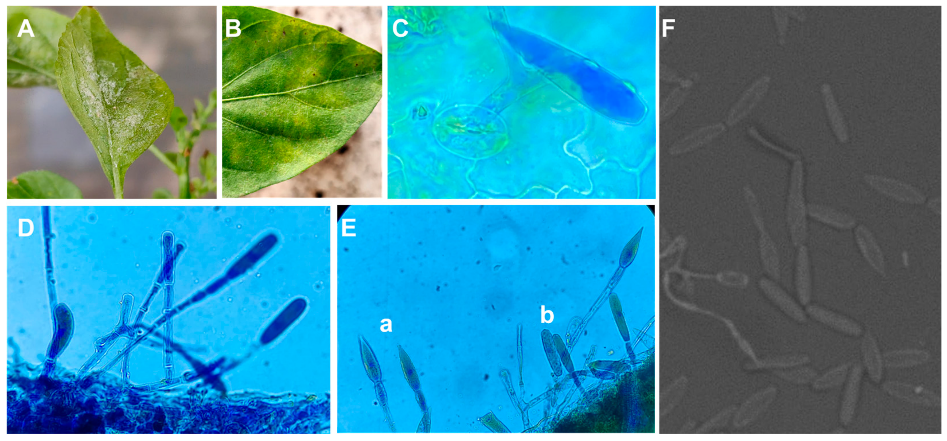 Plants 13 00915 g001