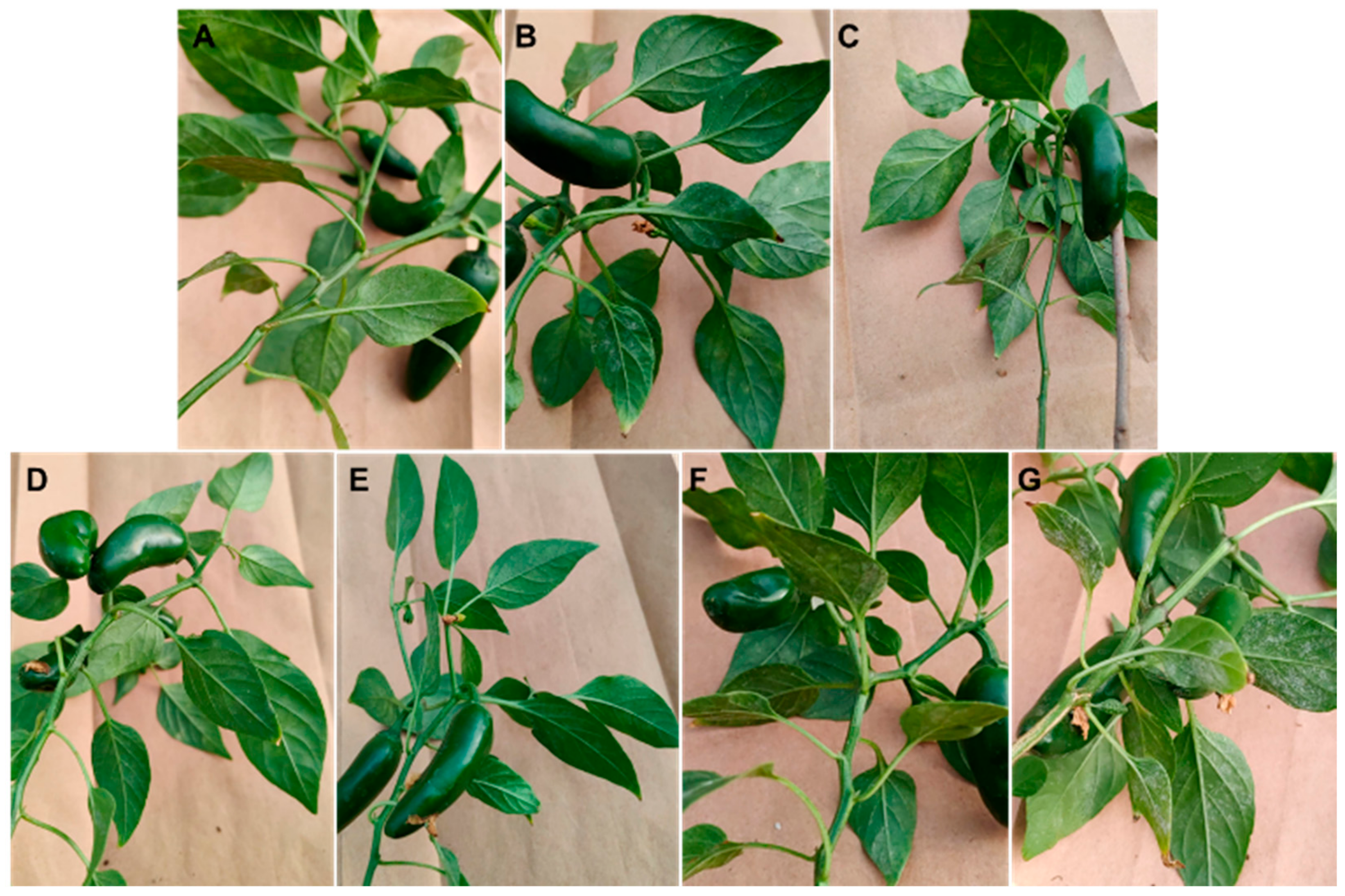 Plants 13 00915 g006