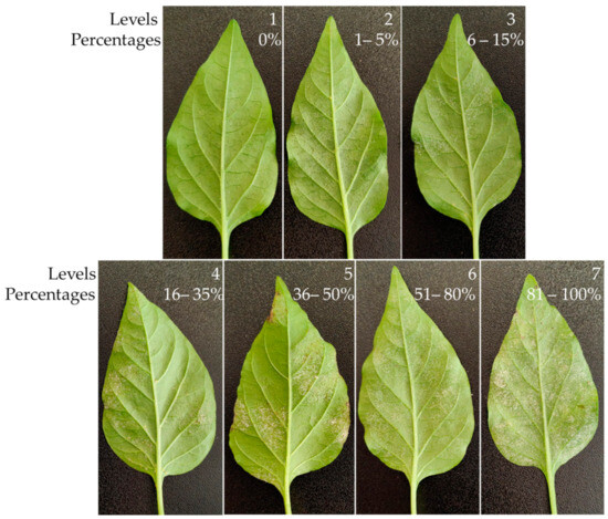 Potential of Chitosan for the Control of Powdery Mildew (Leveillula ...
