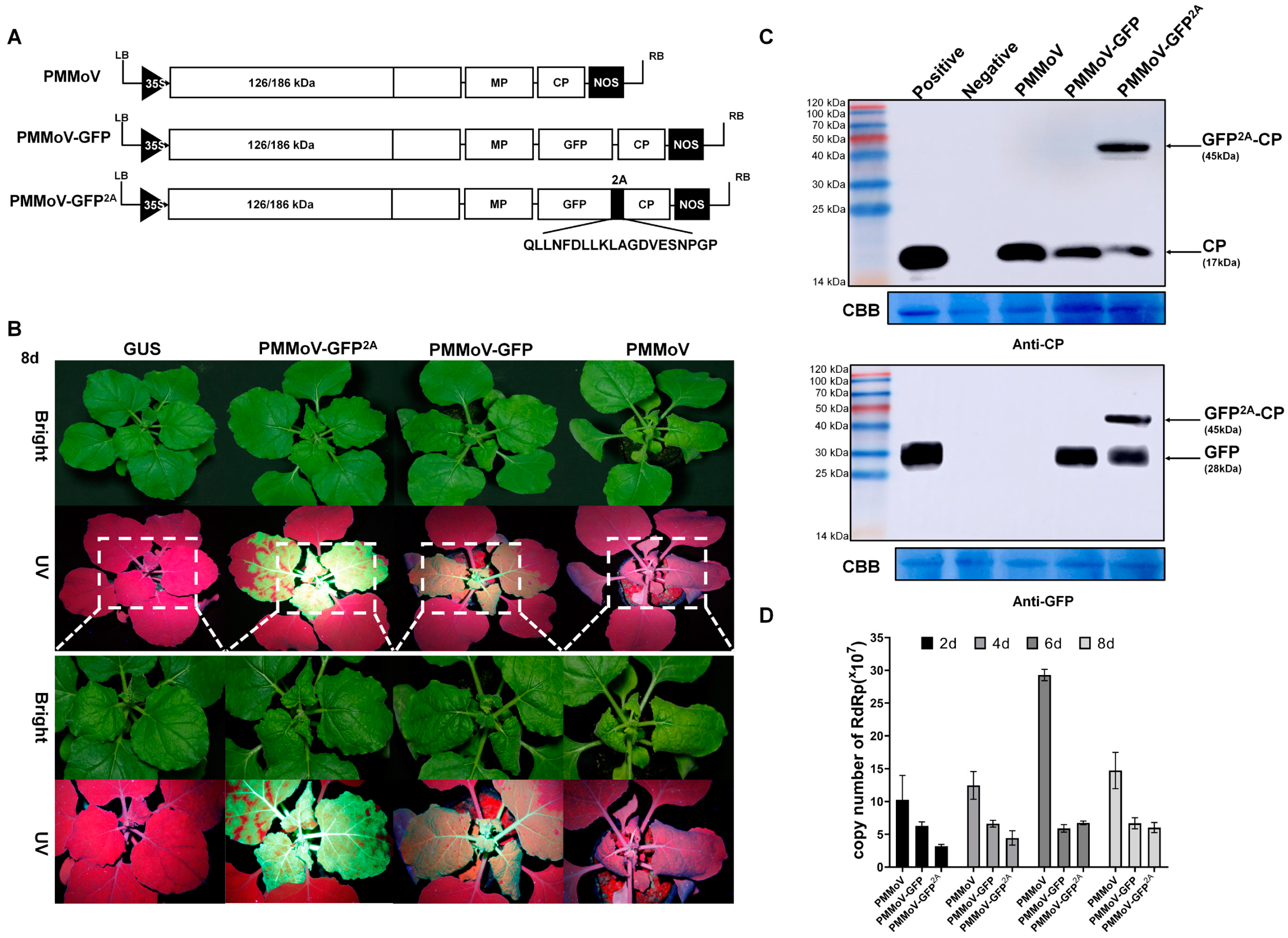 Plants 13 00928 g001