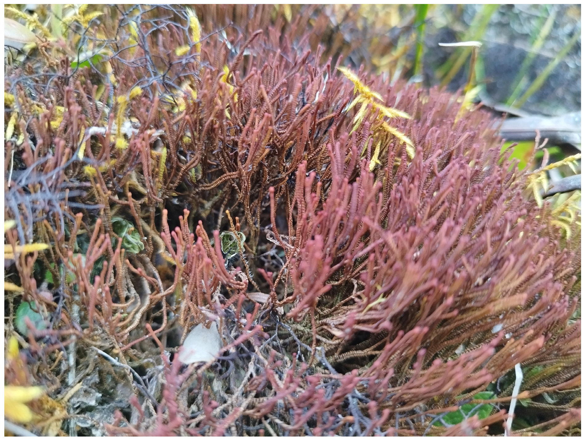 Plants 13 00935 g001