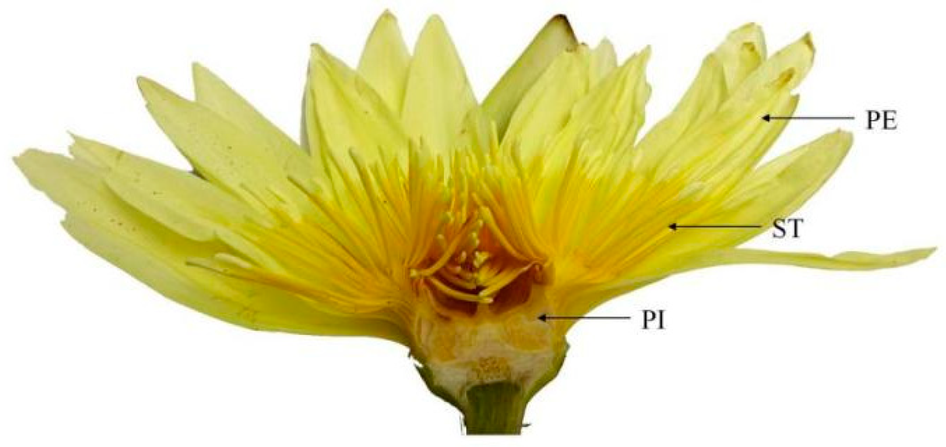 Plants 13 00939 g006