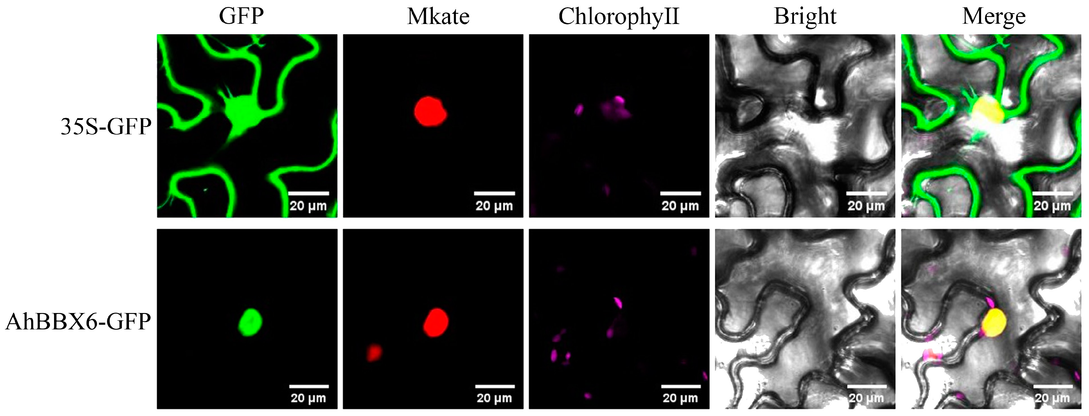 Plants 13 00955 g010