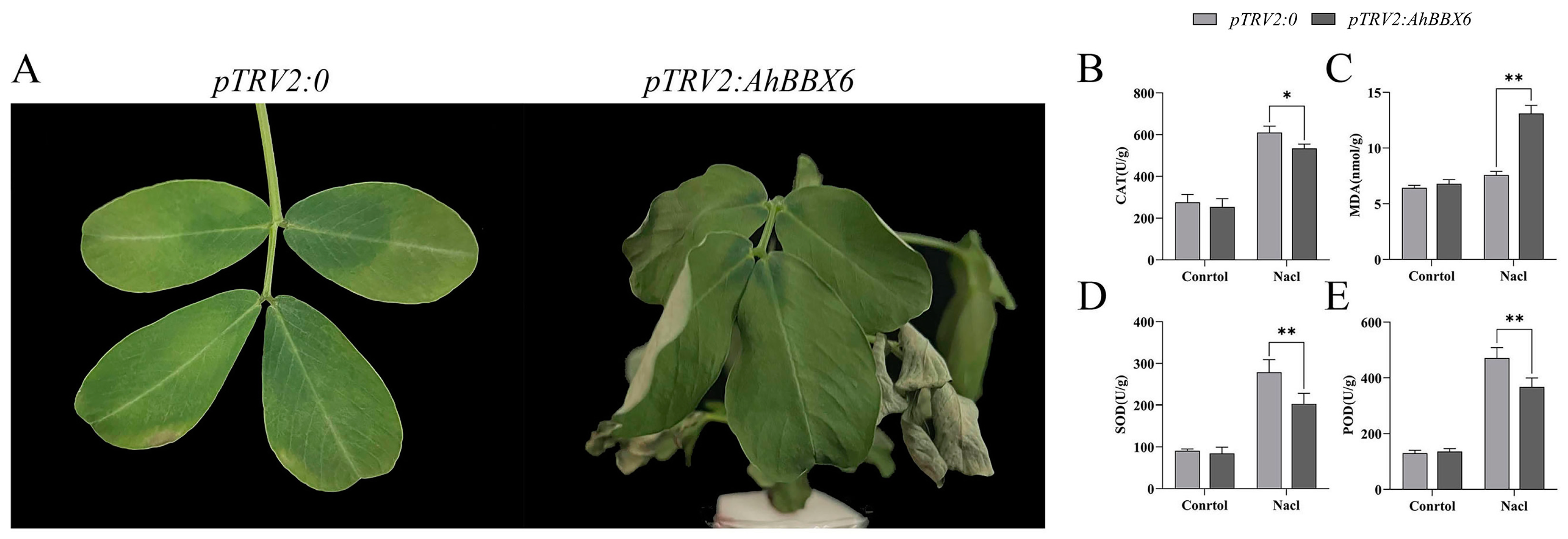 Plants 13 00955 g011