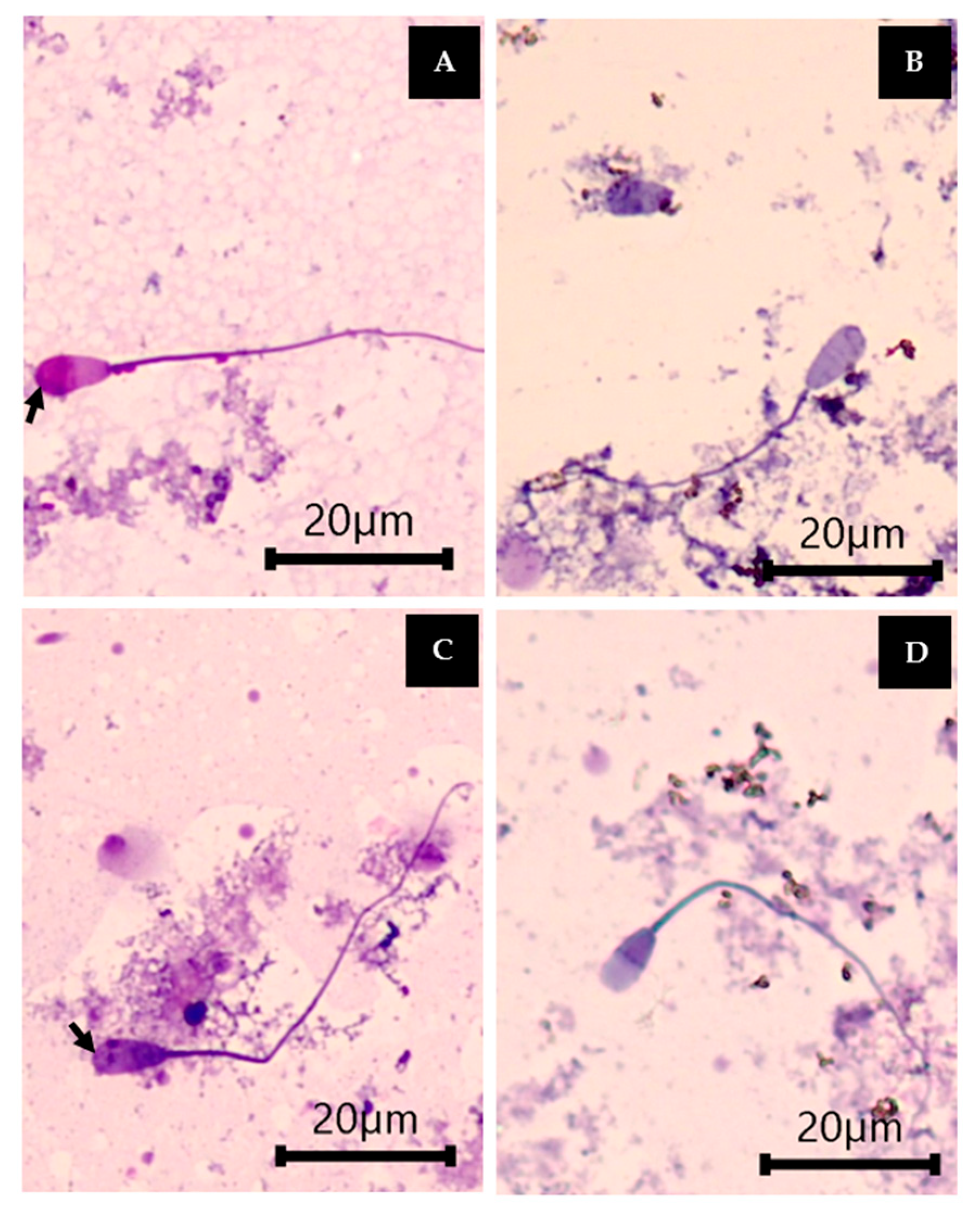 Plants 13 00960 g005