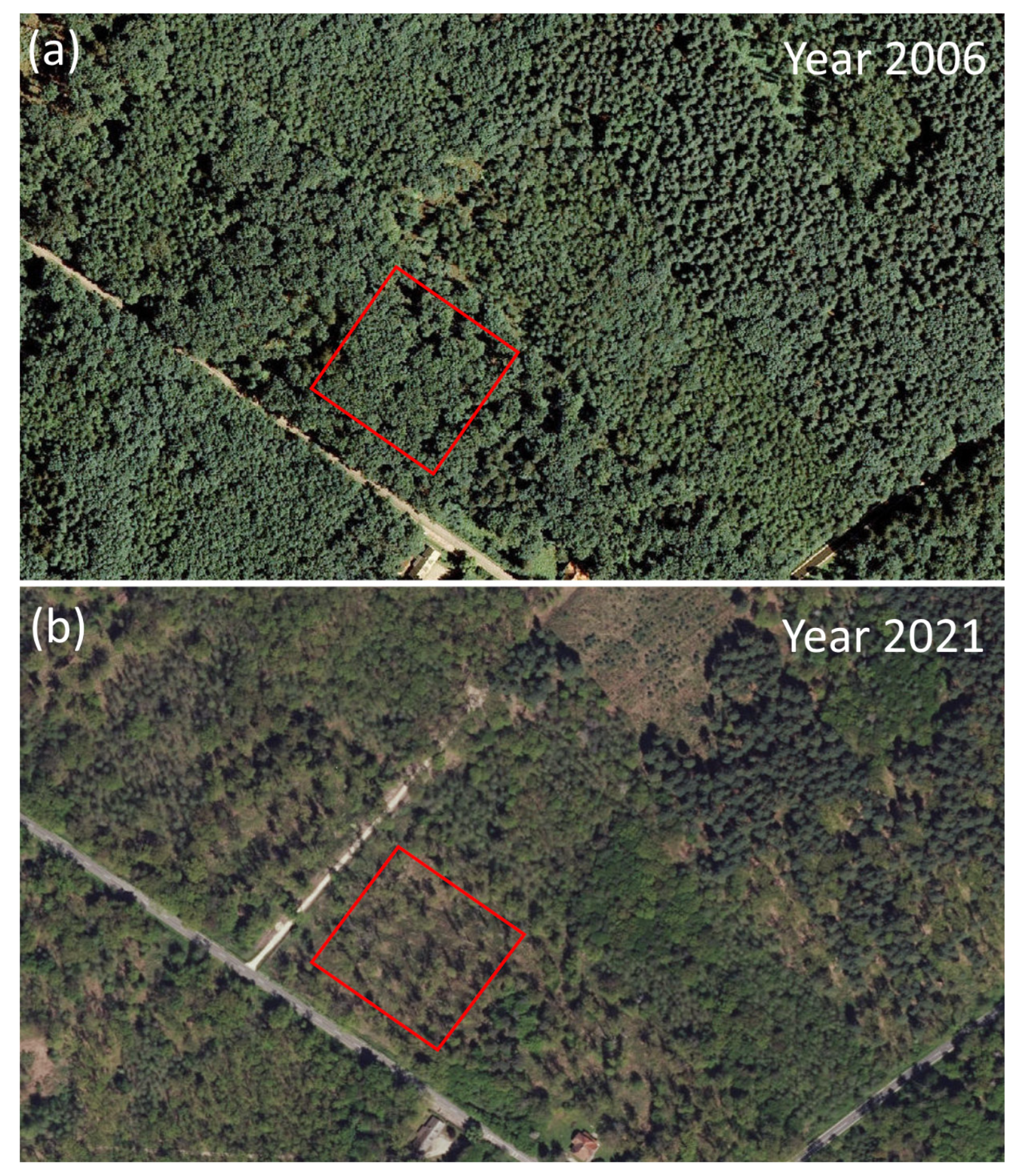 Plants 13 00962 g001