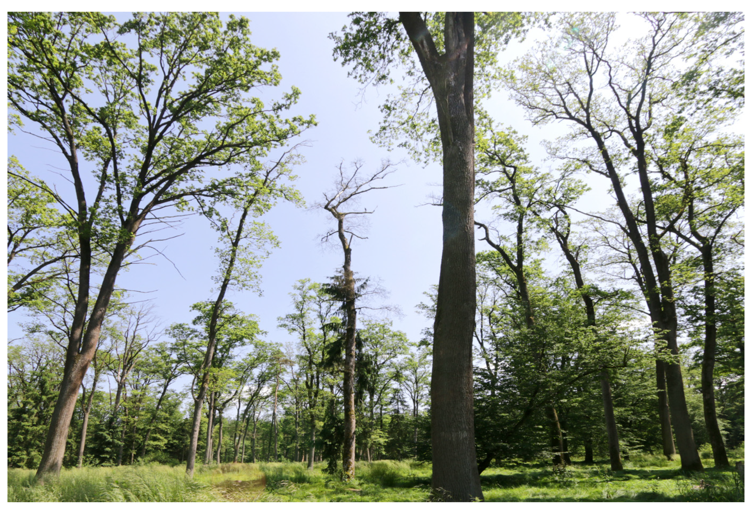 Plants 13 00962 g006