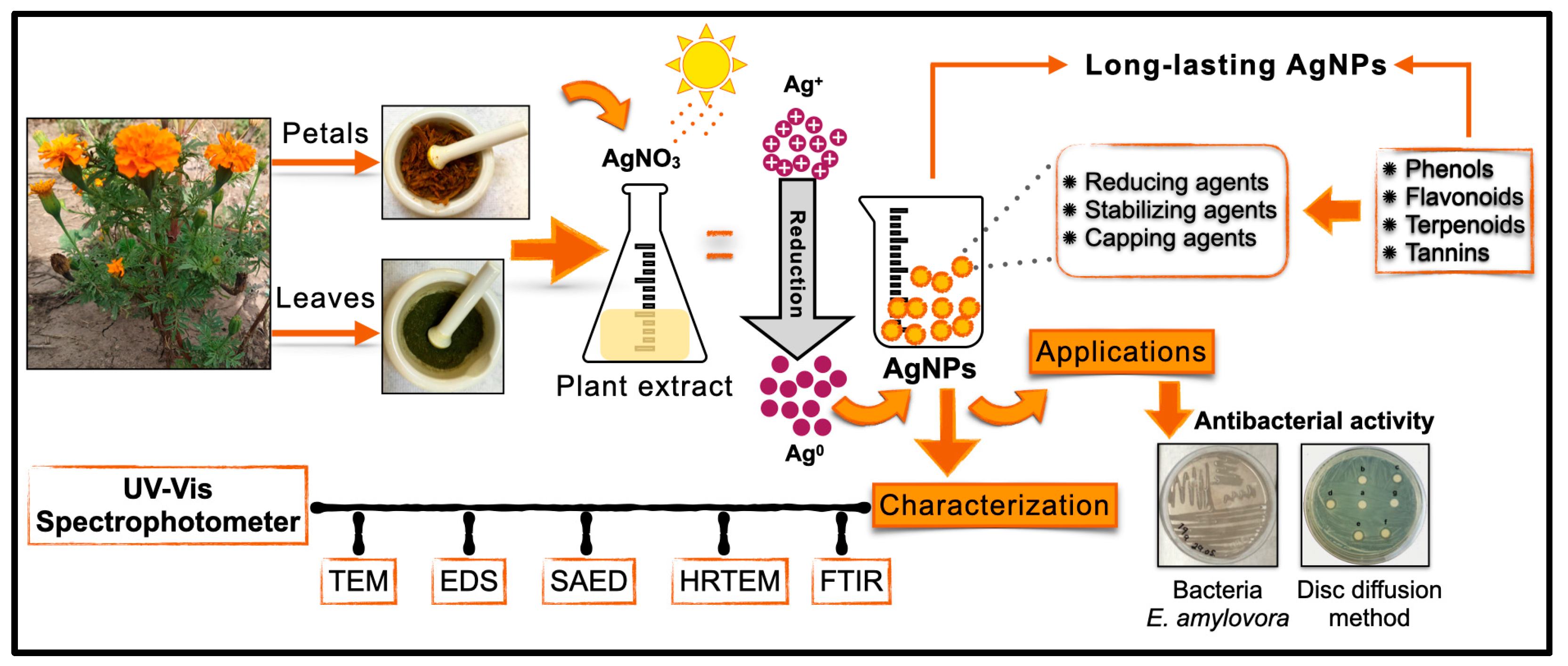 Plants 13 00981 g008