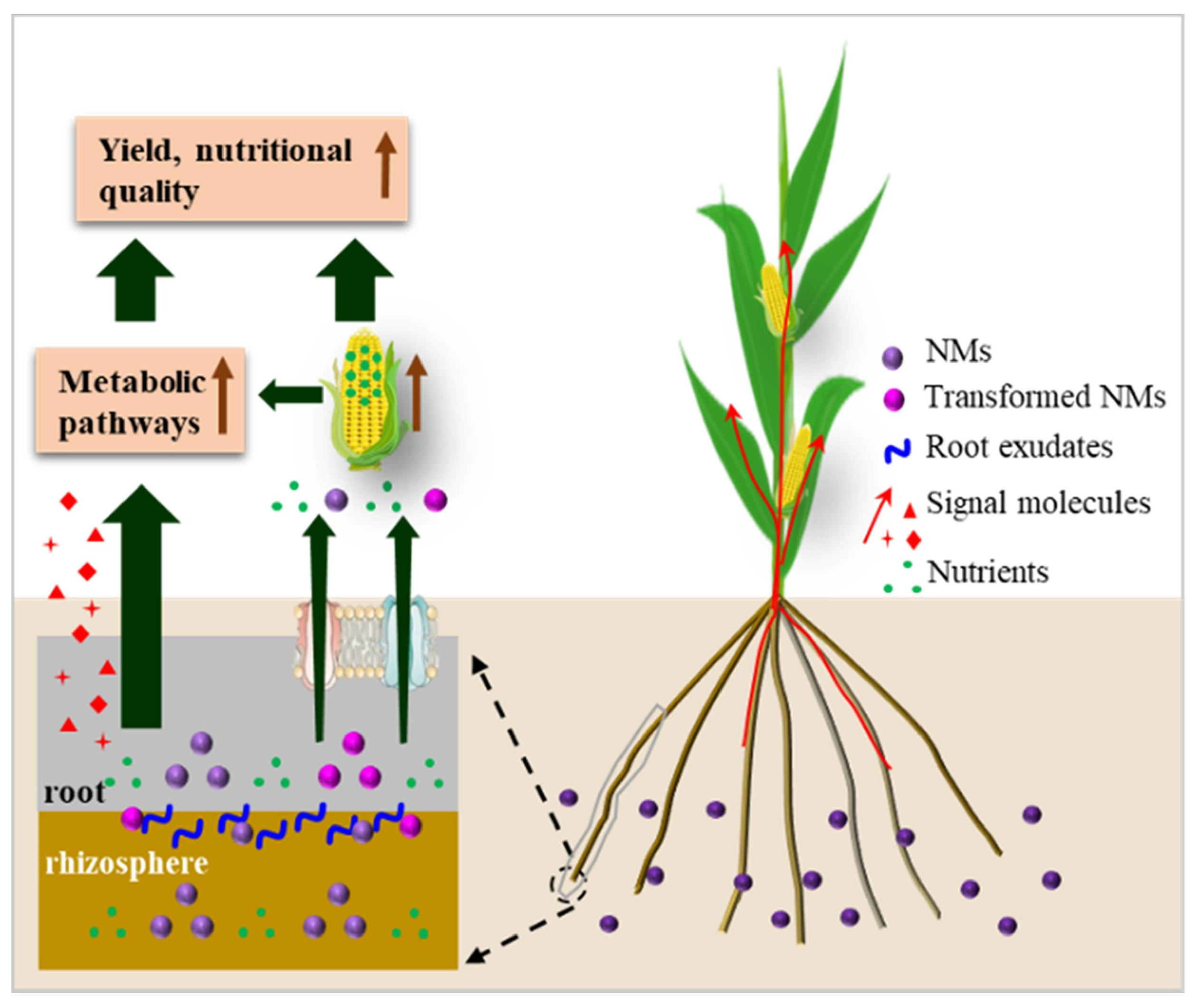 Plants 13 00984 g001