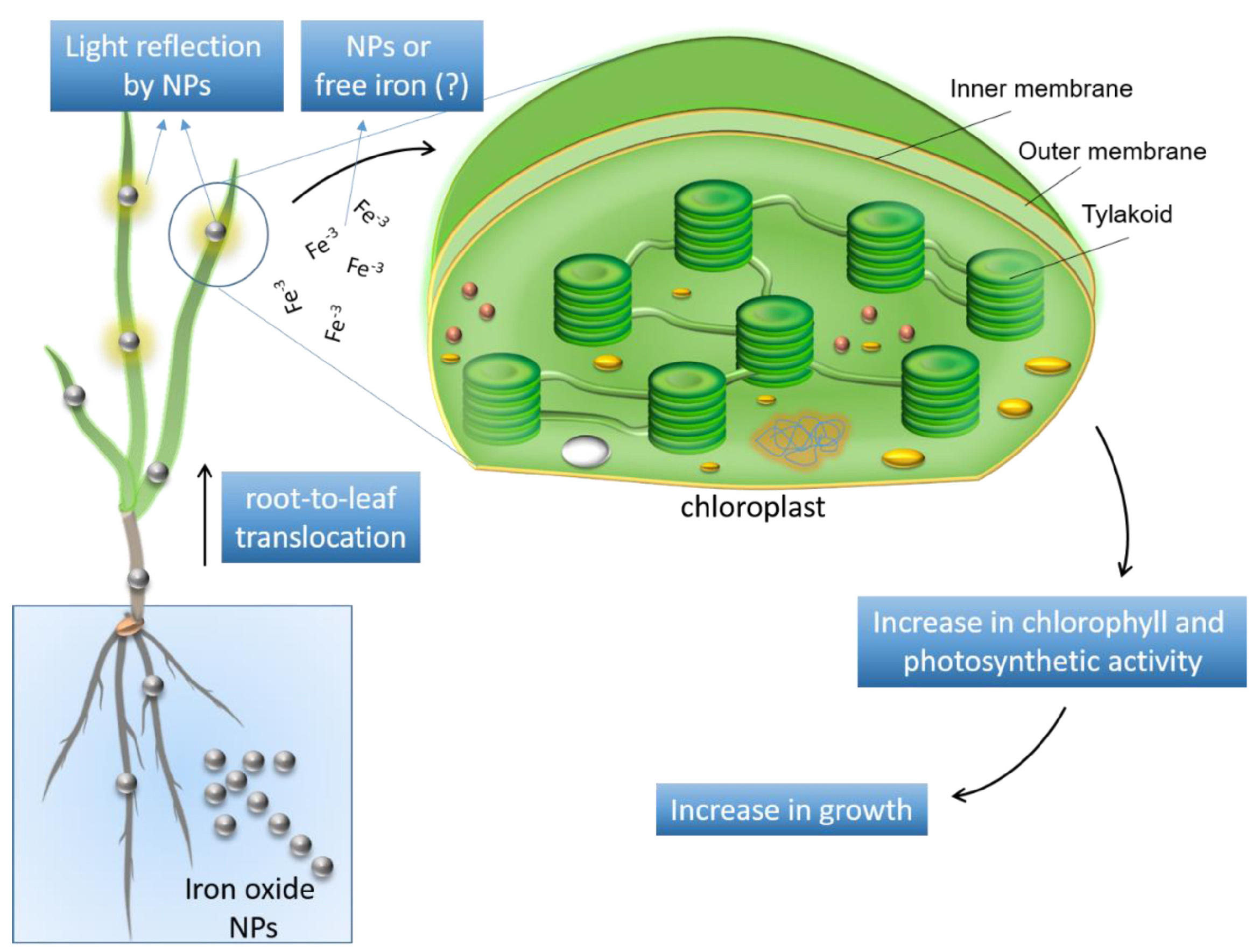Plants 13 00984 g005
