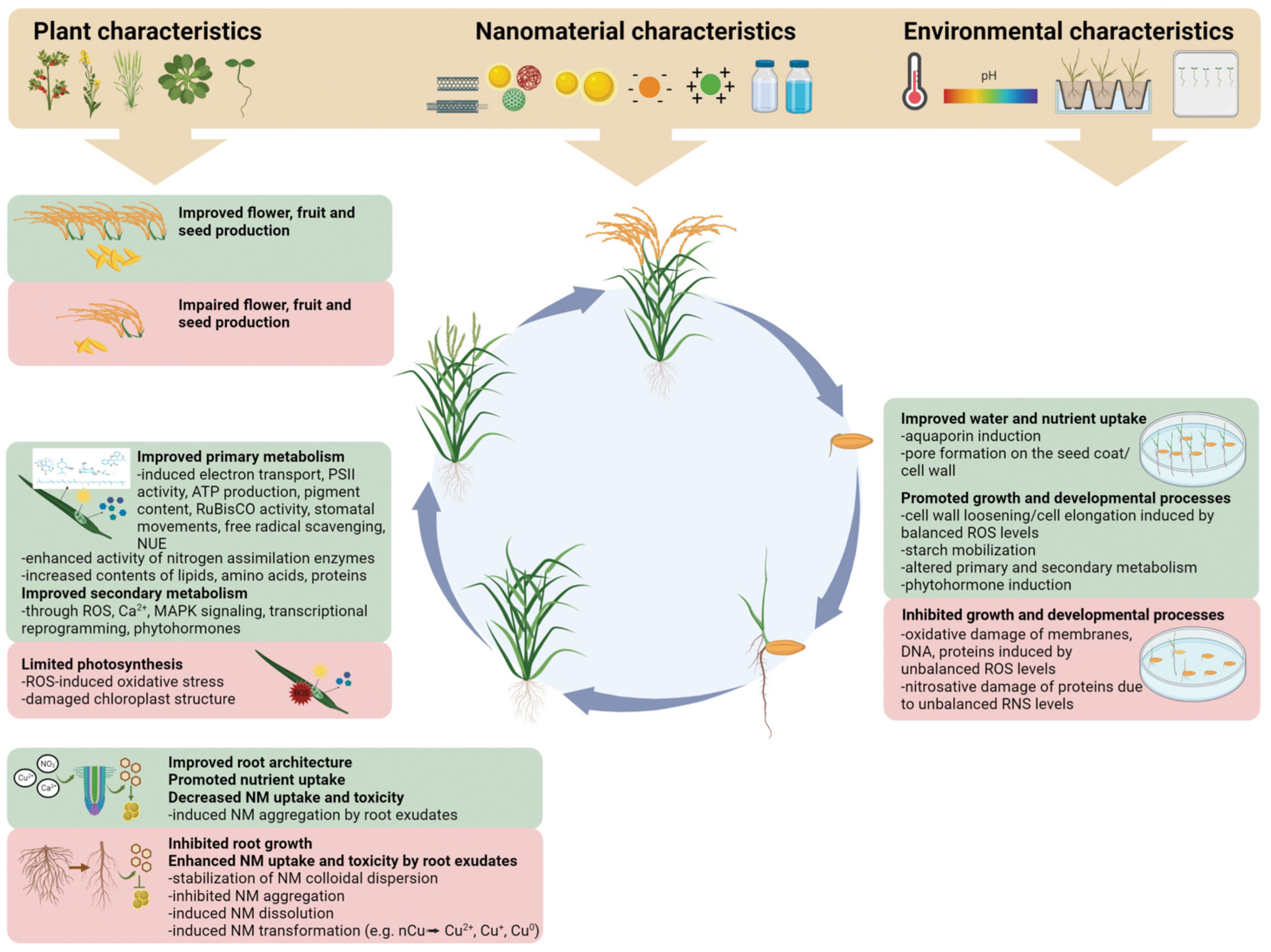 Plants 13 00984 g006