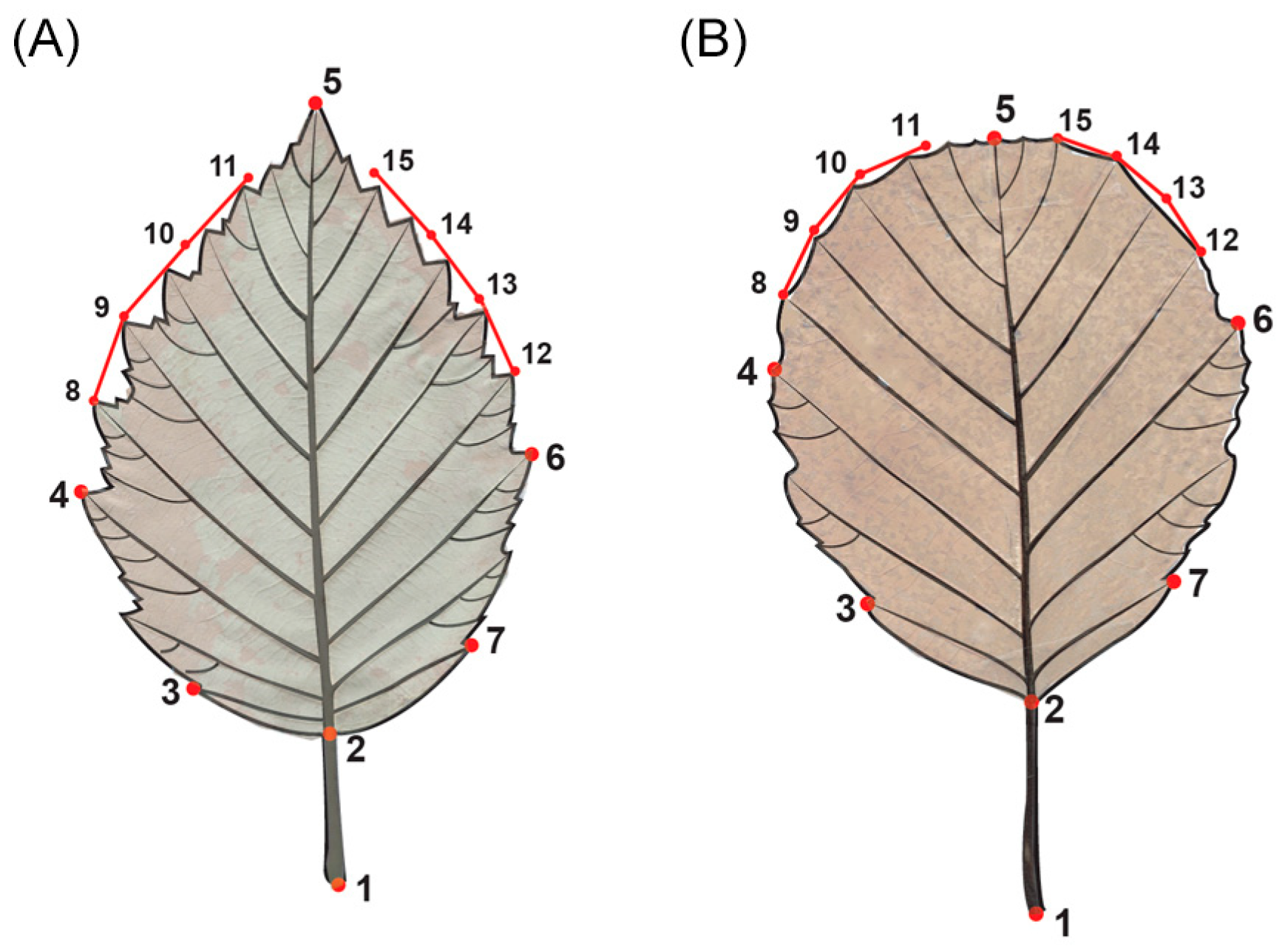 Plants 13 00993 g007