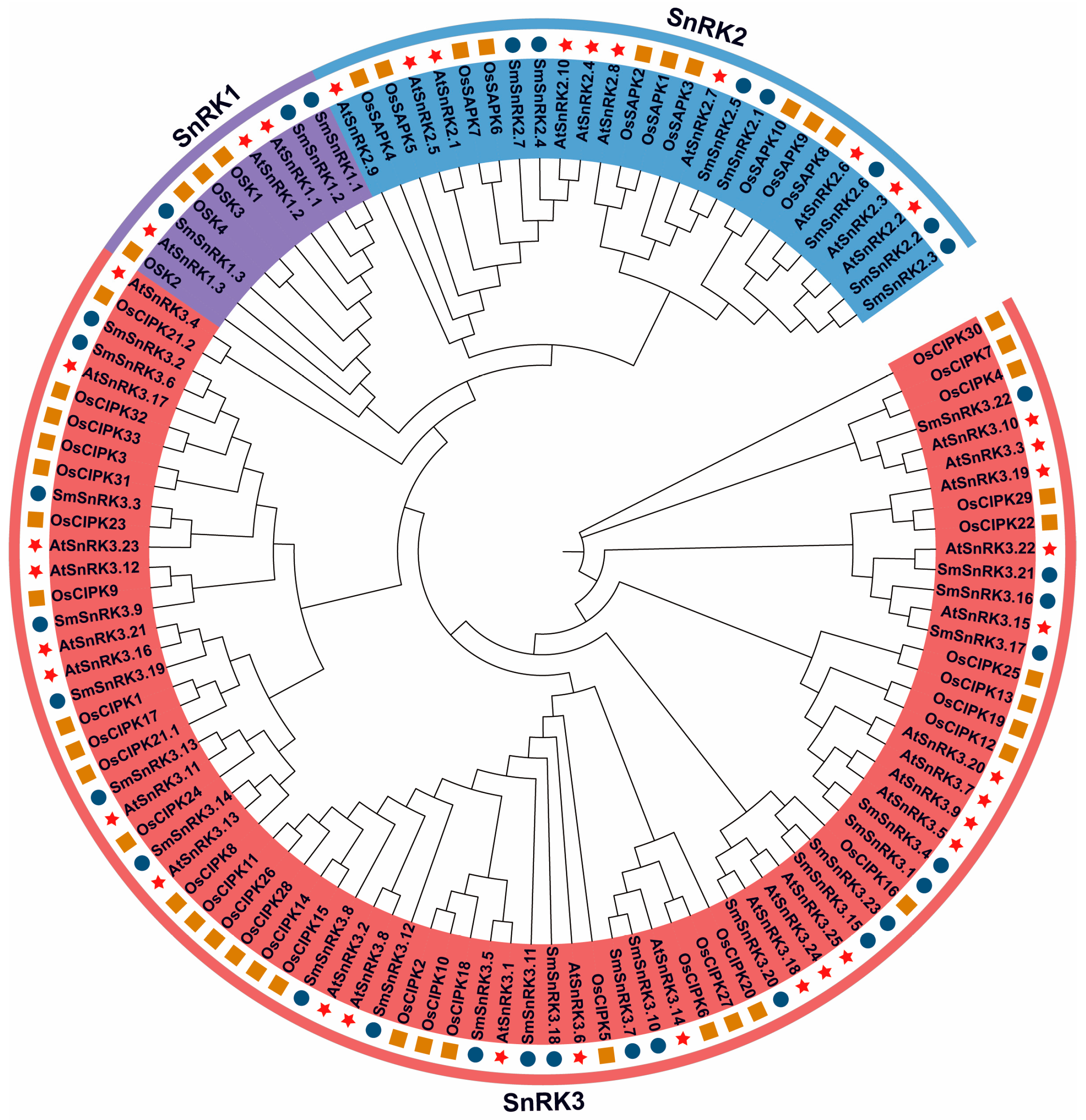 Plants 13 00994 g001