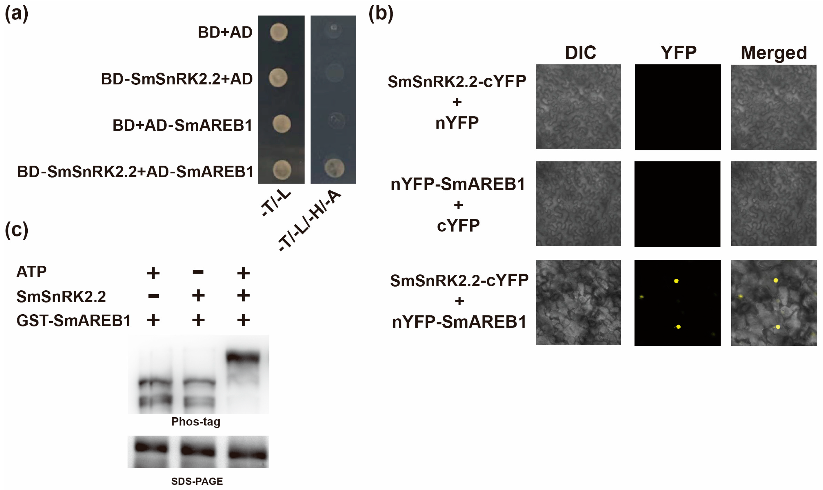 Plants 13 00994 g009