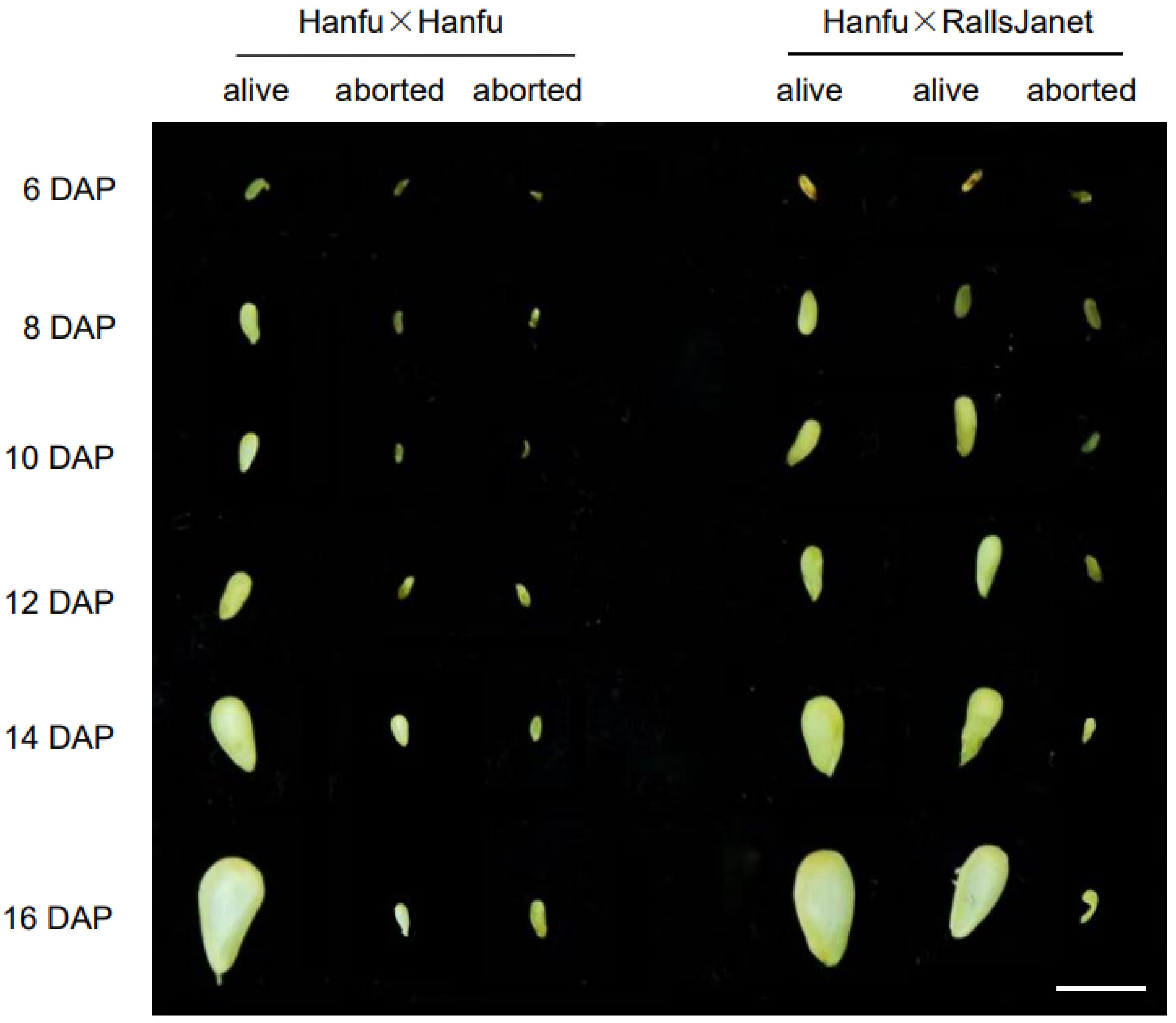 Plants 13 00996 g002