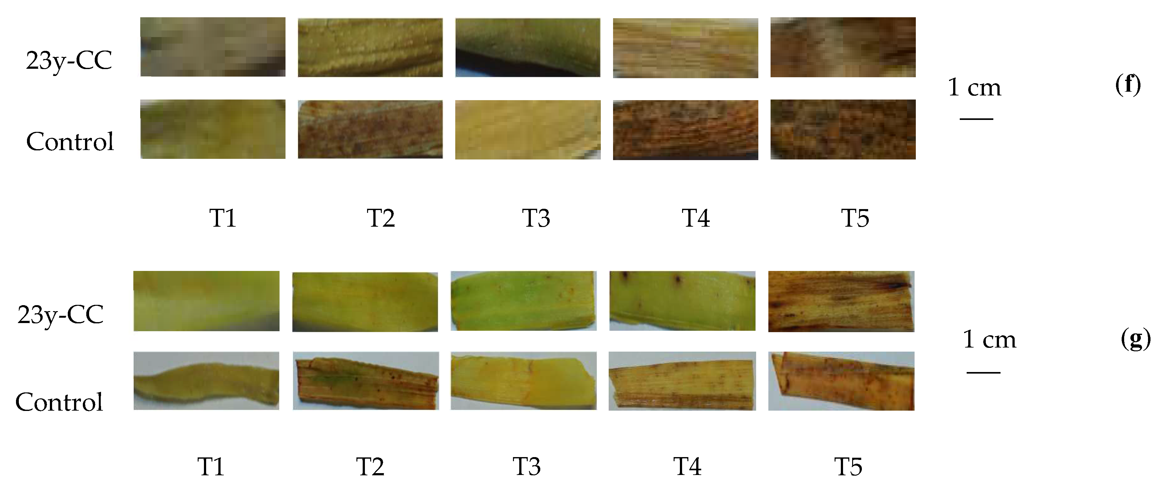 Plants 13 01003 g001b