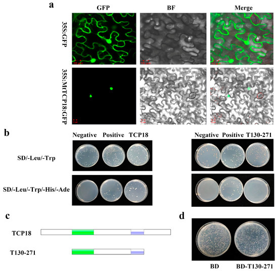 Moon MtTCP18 Regulates Plant Structure in Medicago truncatula