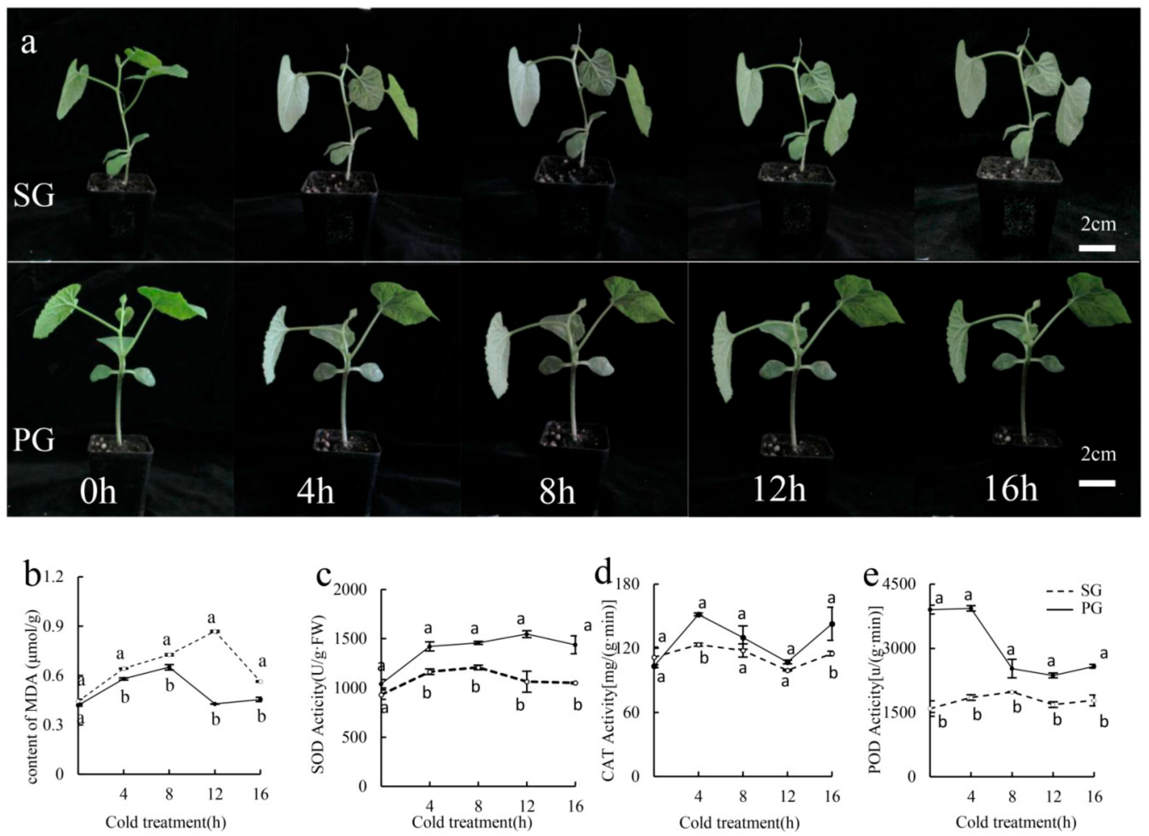 Plants 13 01016 g001