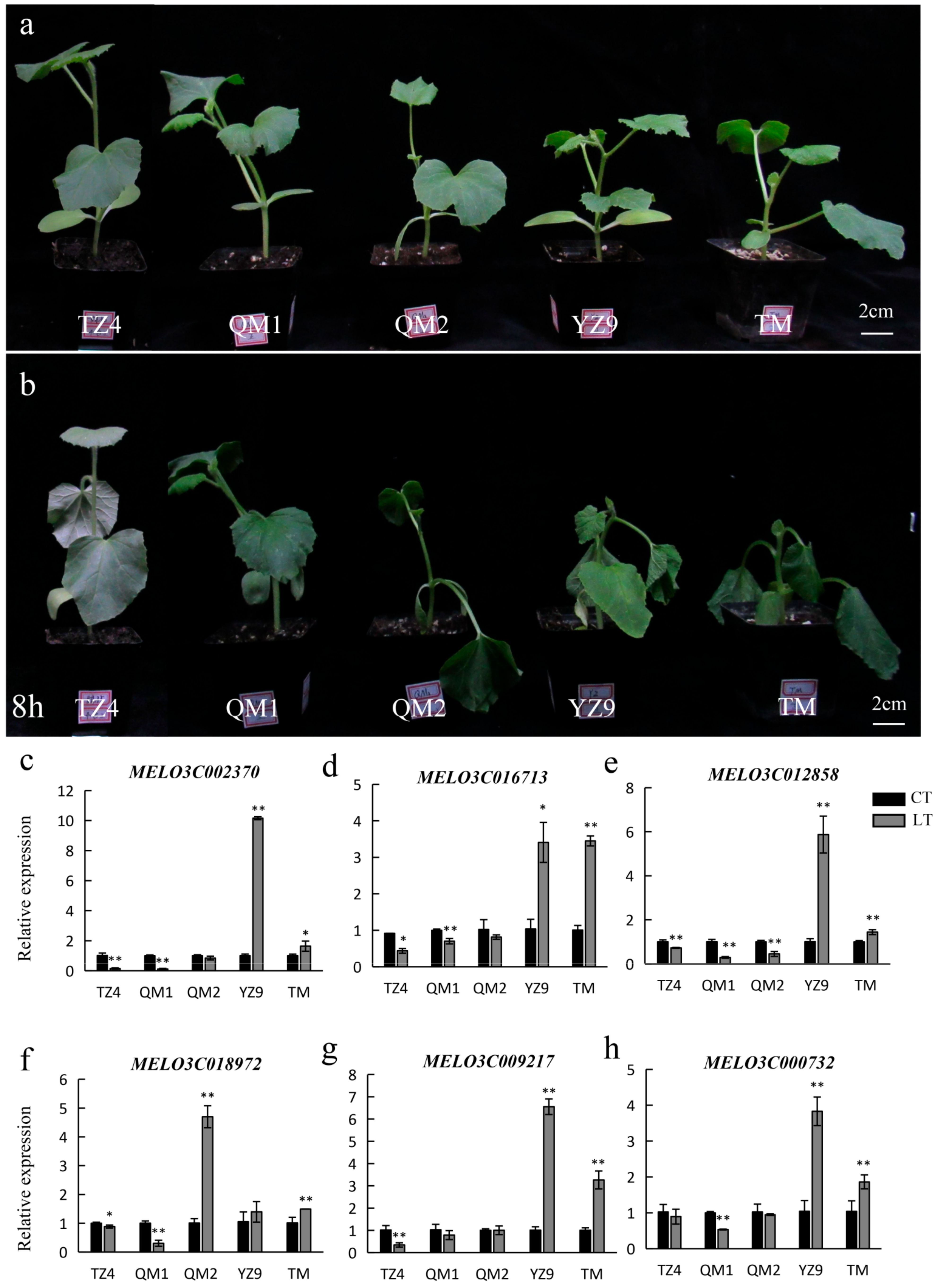 Plants 13 01016 g007