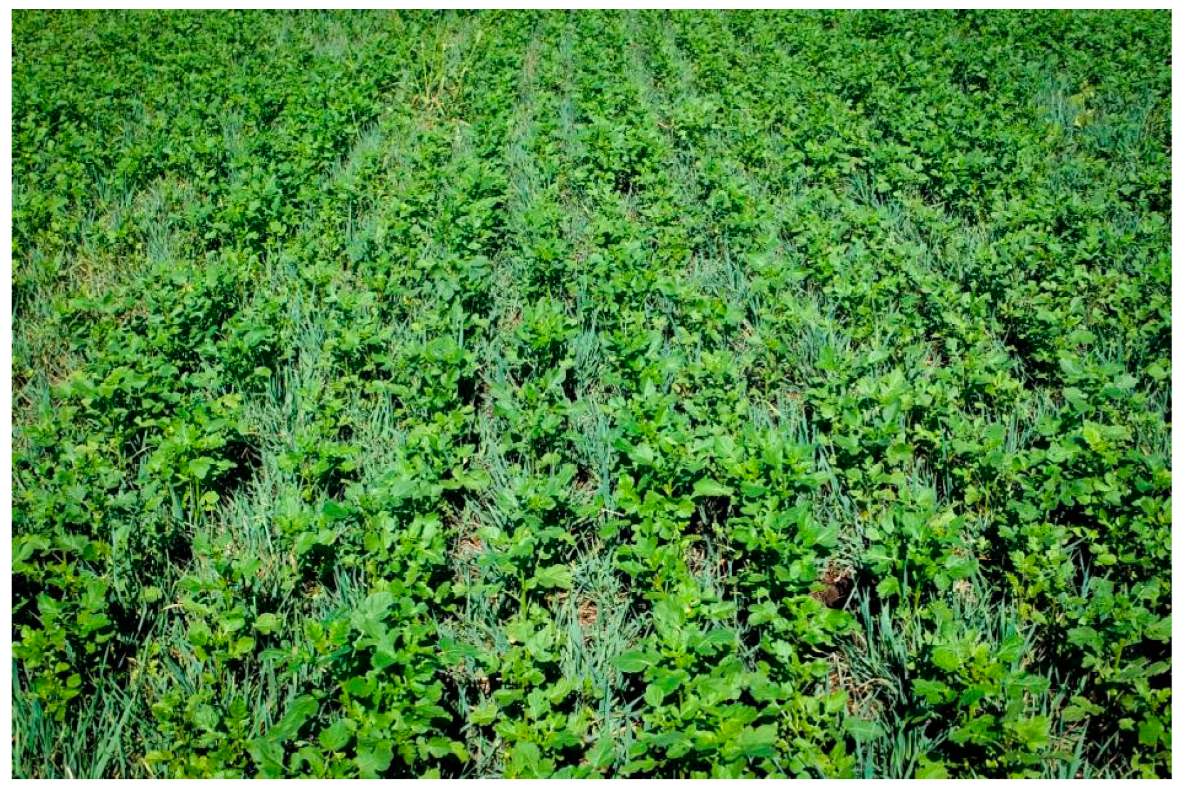 Plants 13 01020 g001