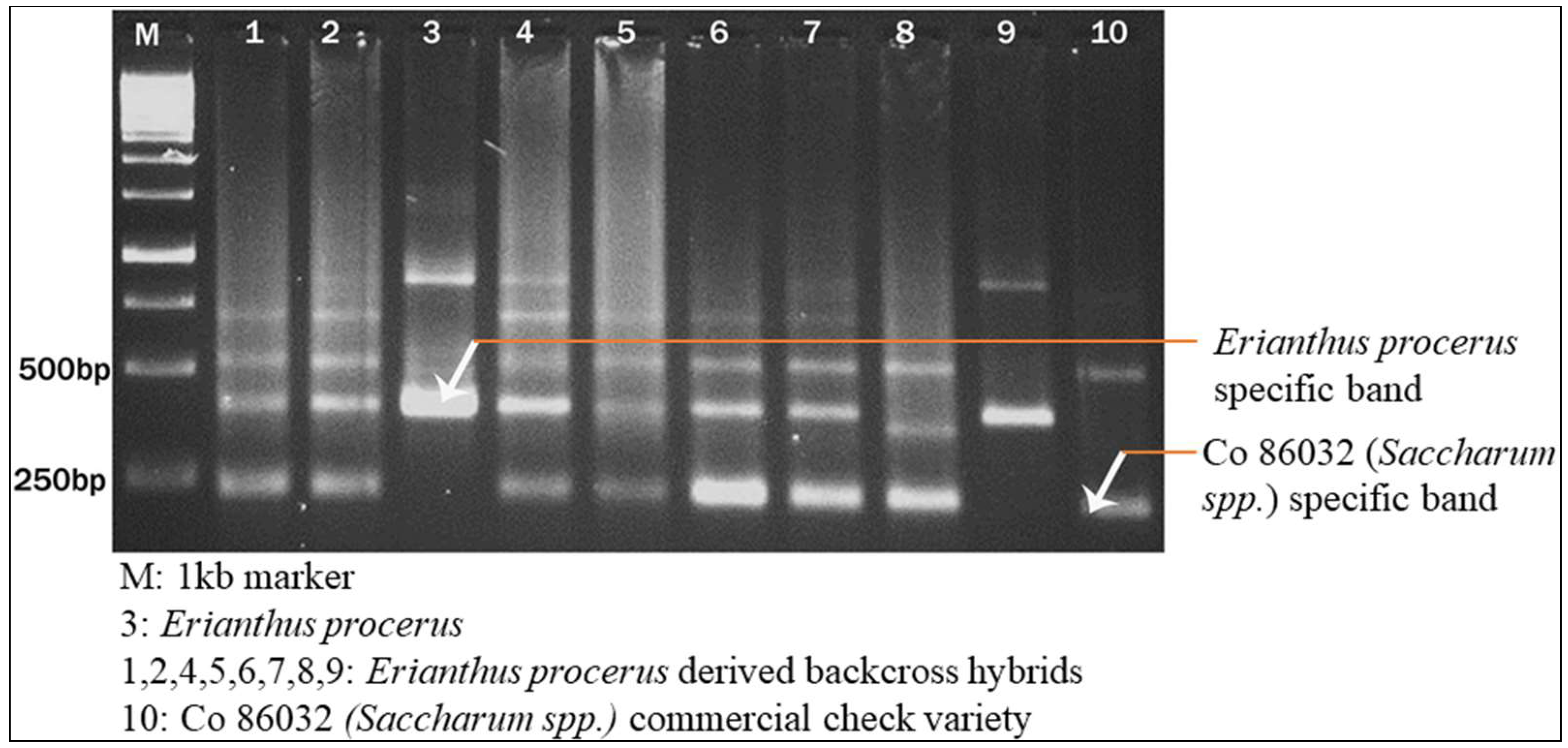 Plants 13 01023 g009