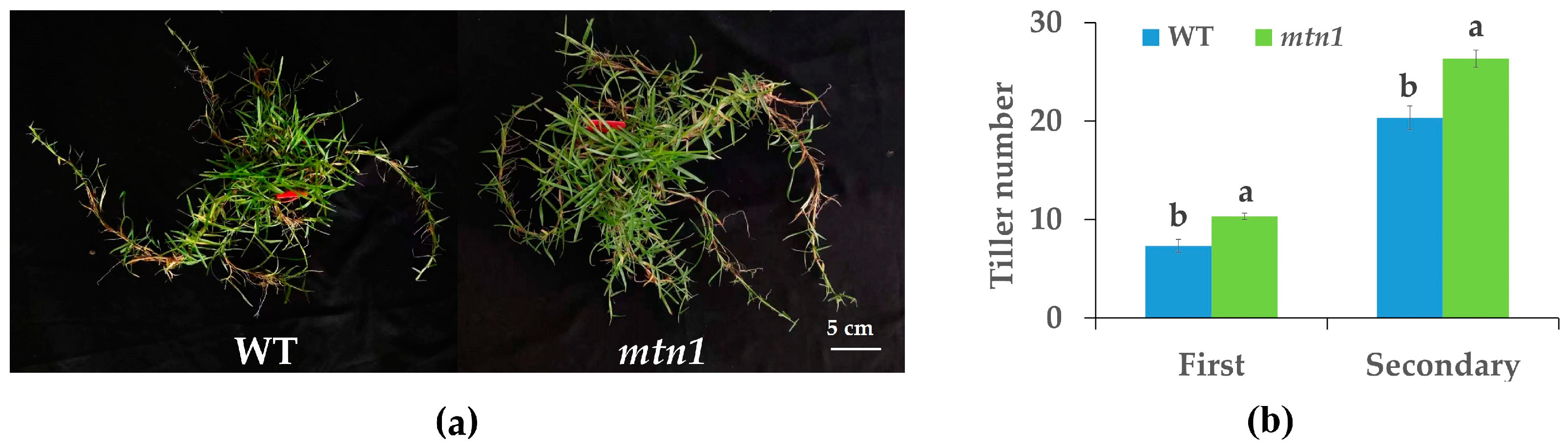 Plants 13 01028 g001