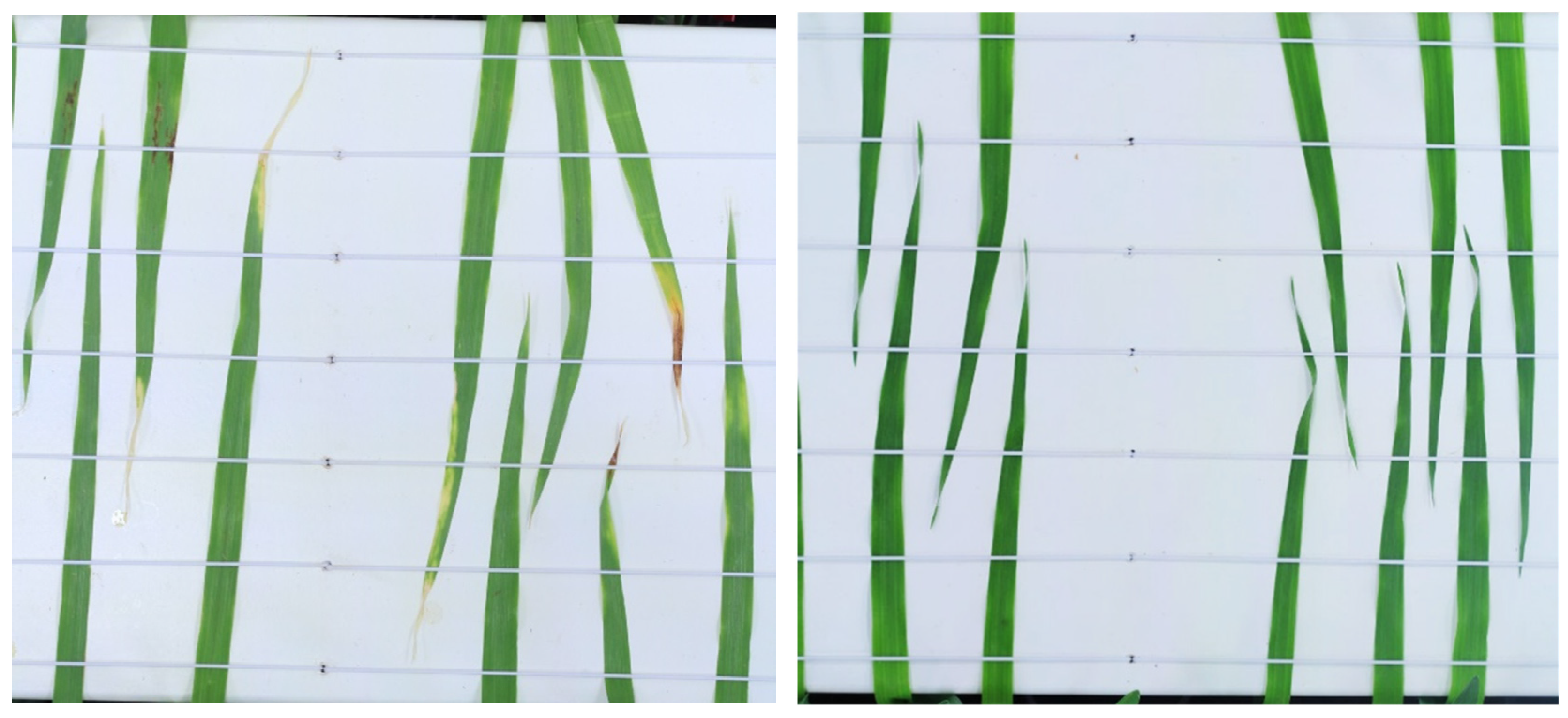 Plants 13 01039 g002