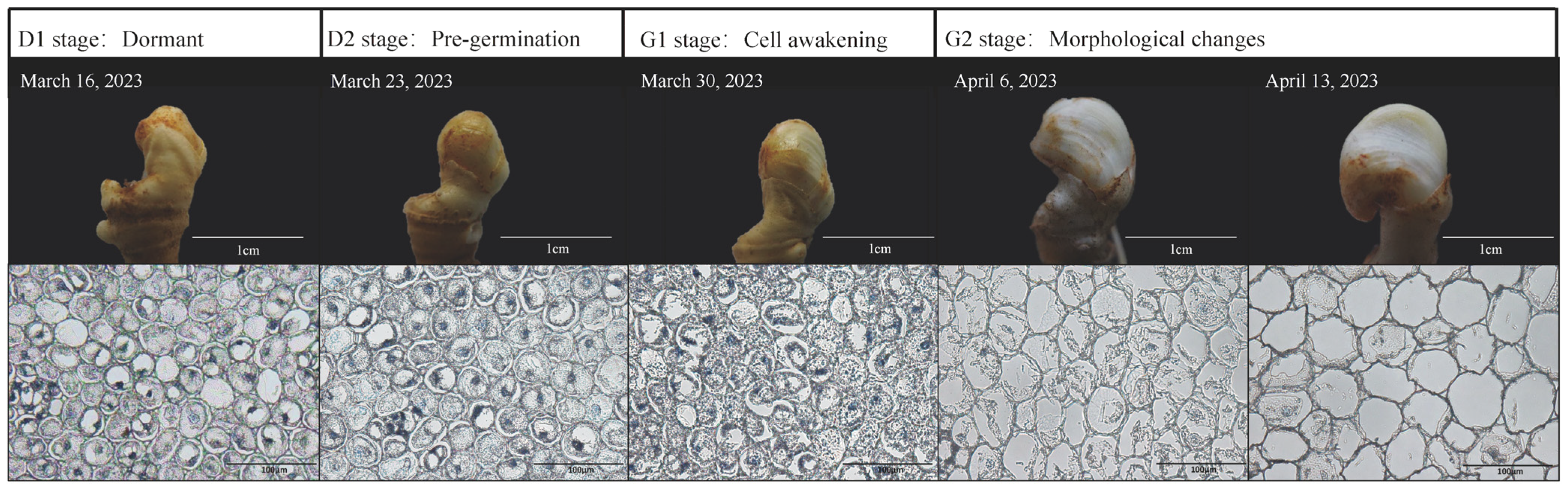 Plants 13 01041 g001