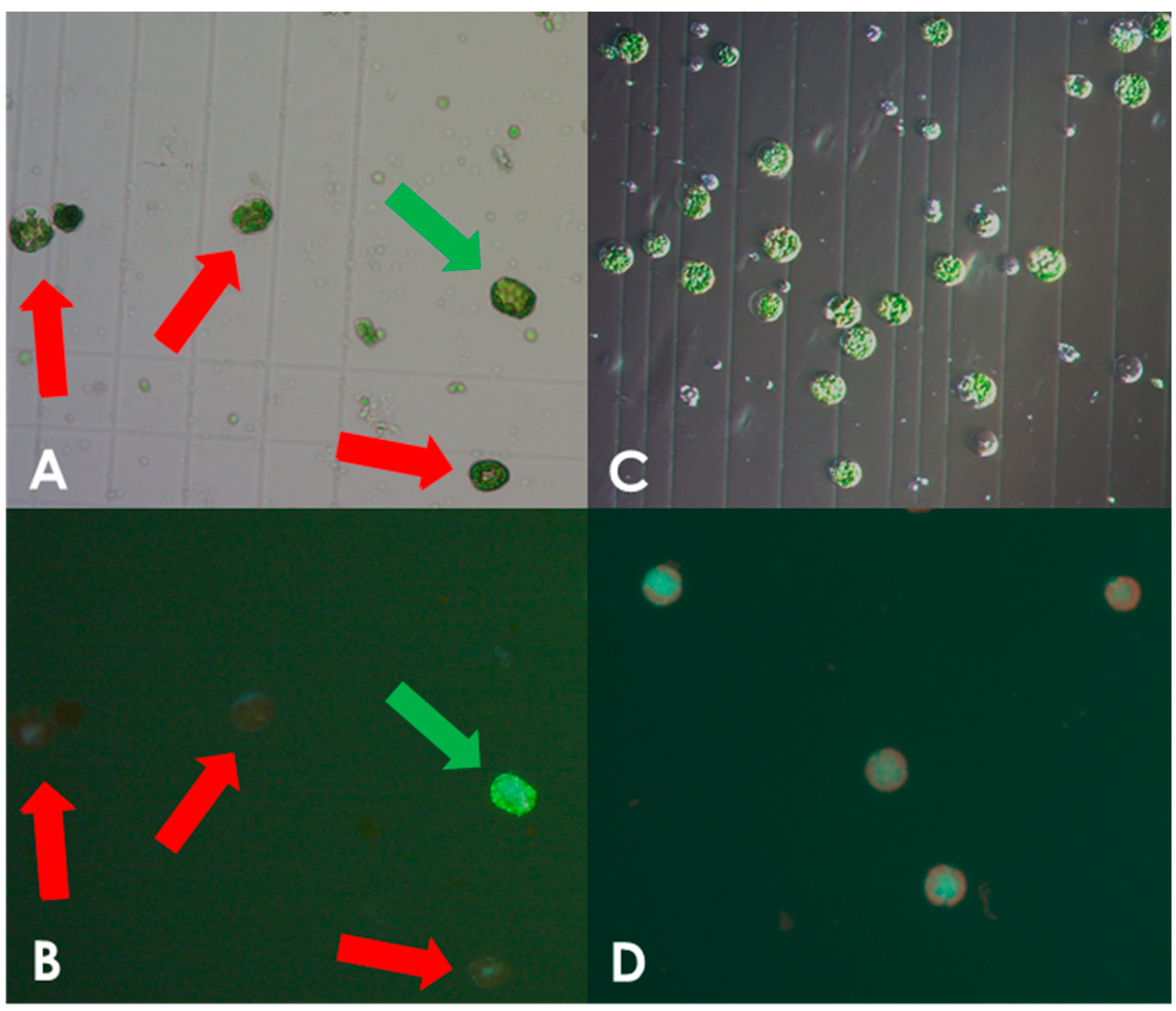 Plants 13 01044 g001