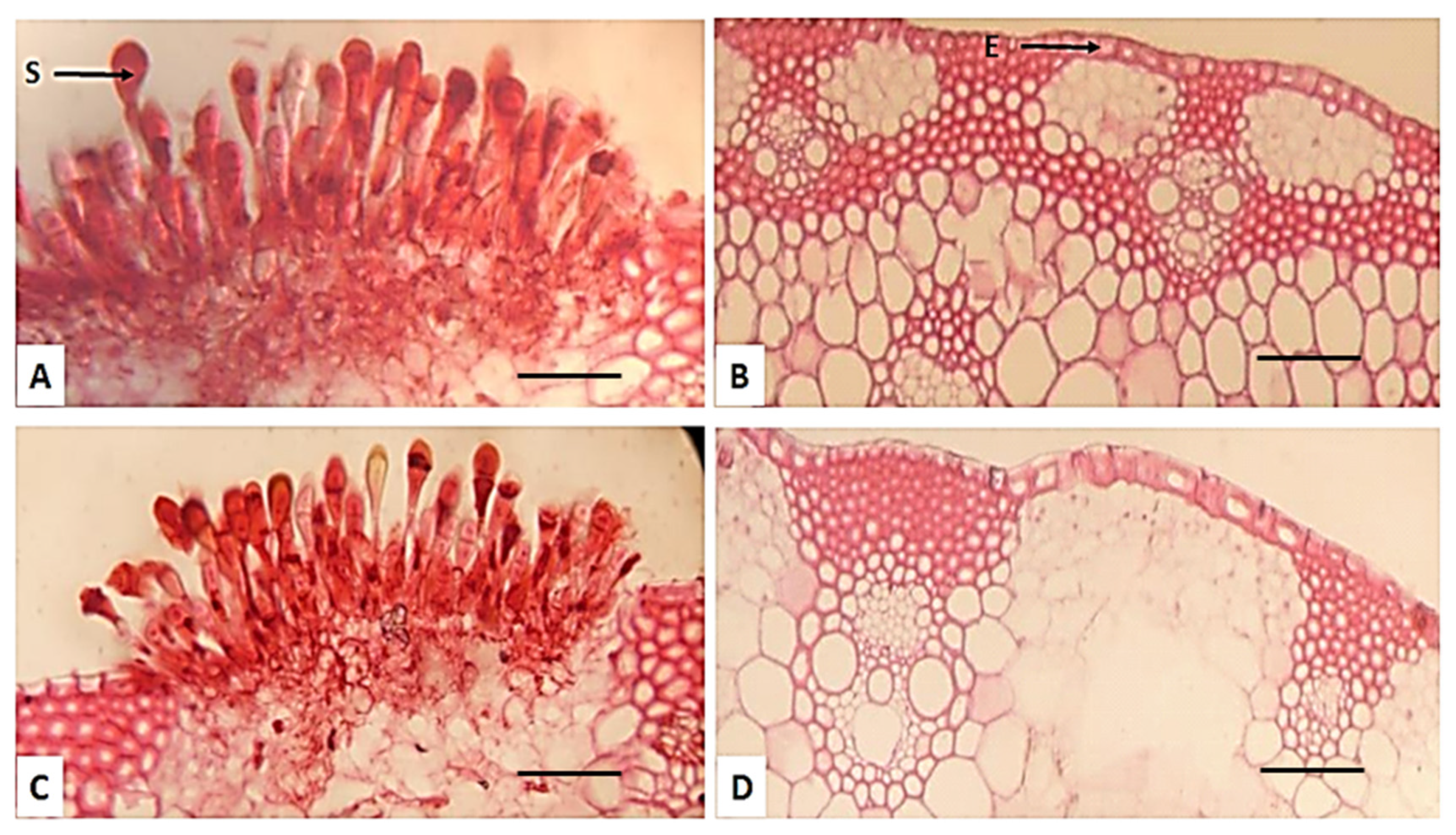 Plants 13 01045 g007
