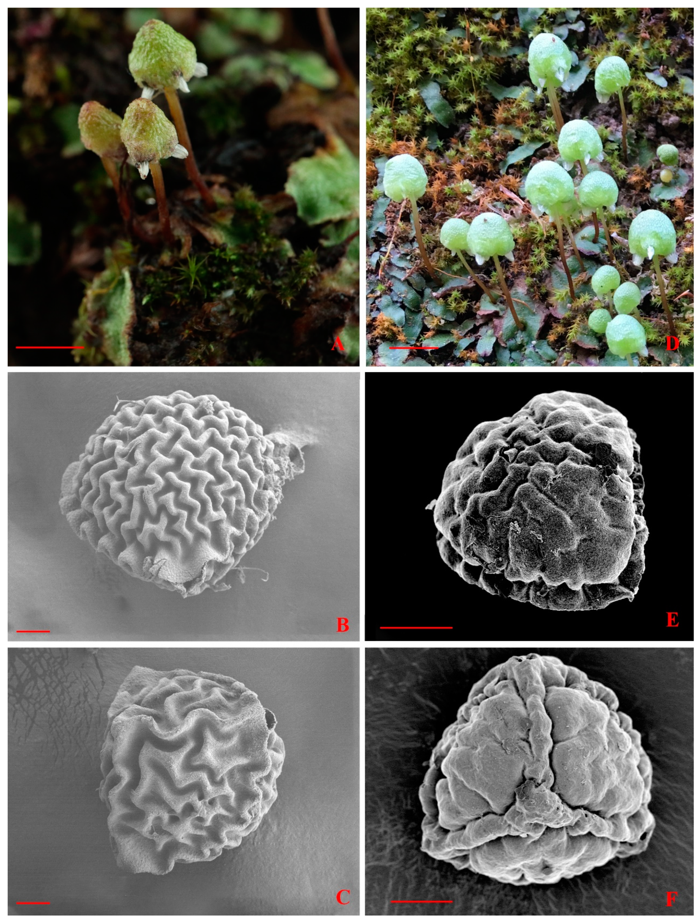 Plants 13 01053 g005