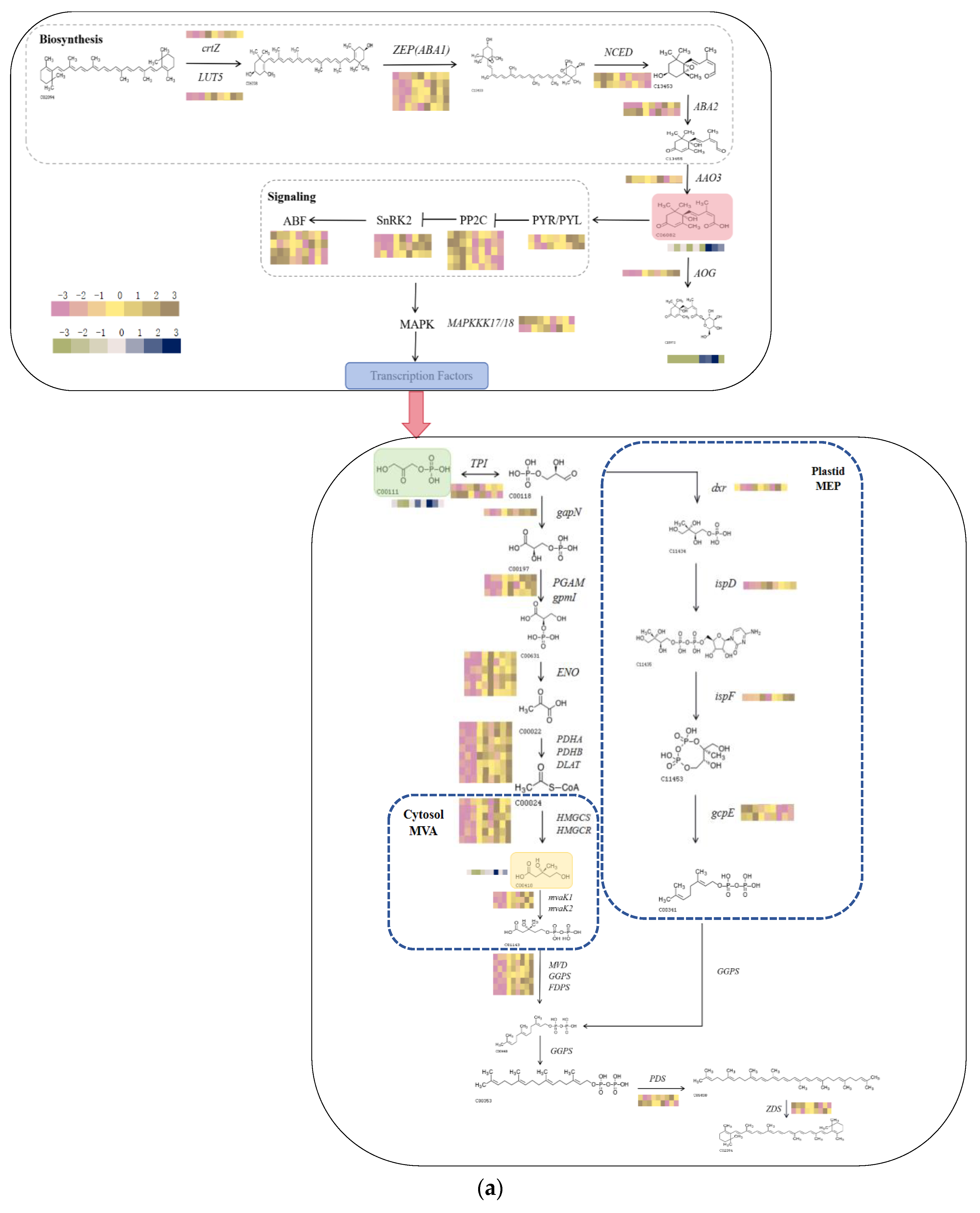 Plants 13 01062 g007a