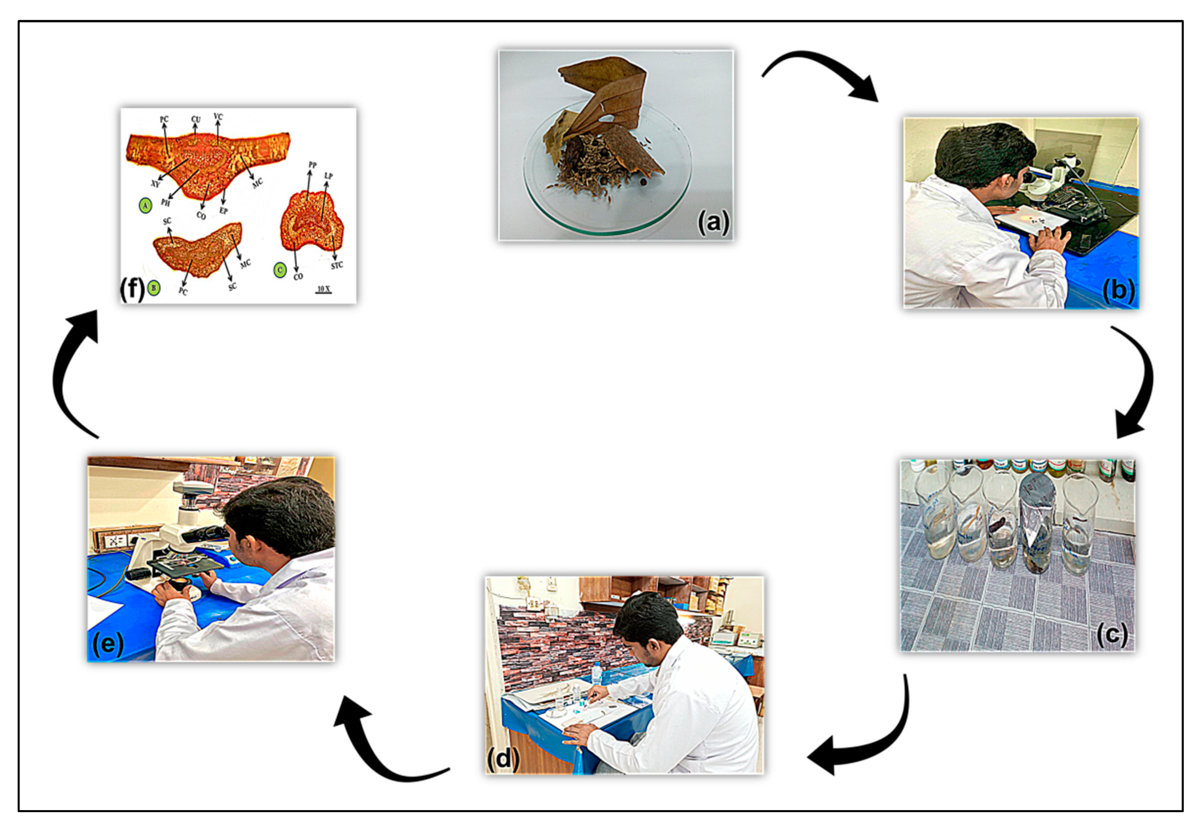 Plants 13 01067 g002