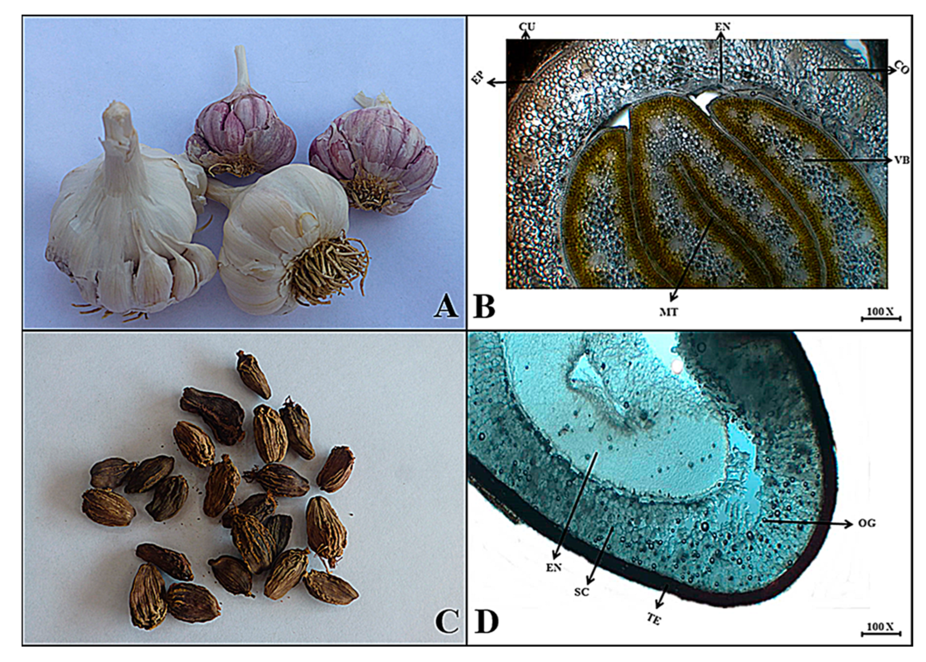 Plants 13 01067 g003