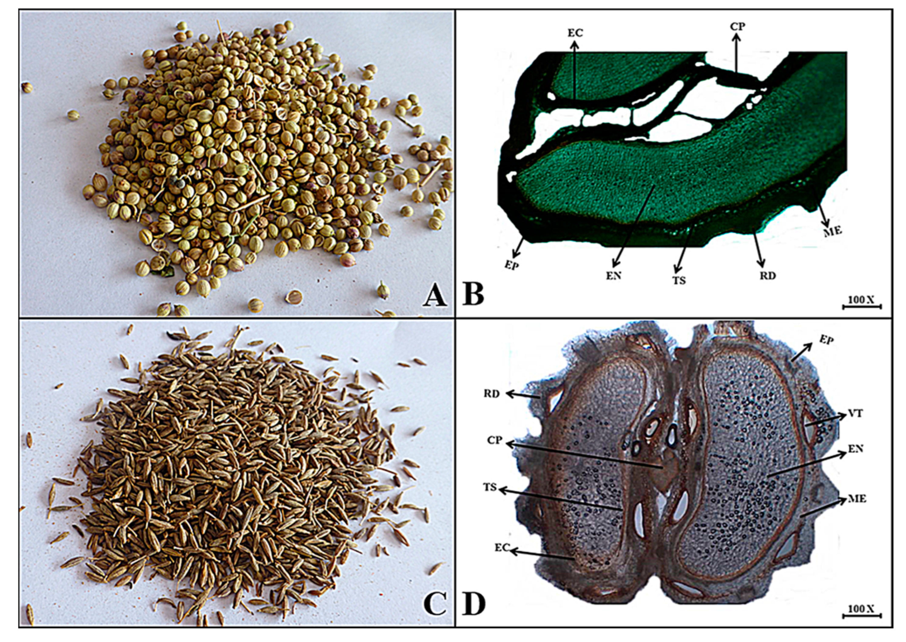 Plants 13 01067 g006