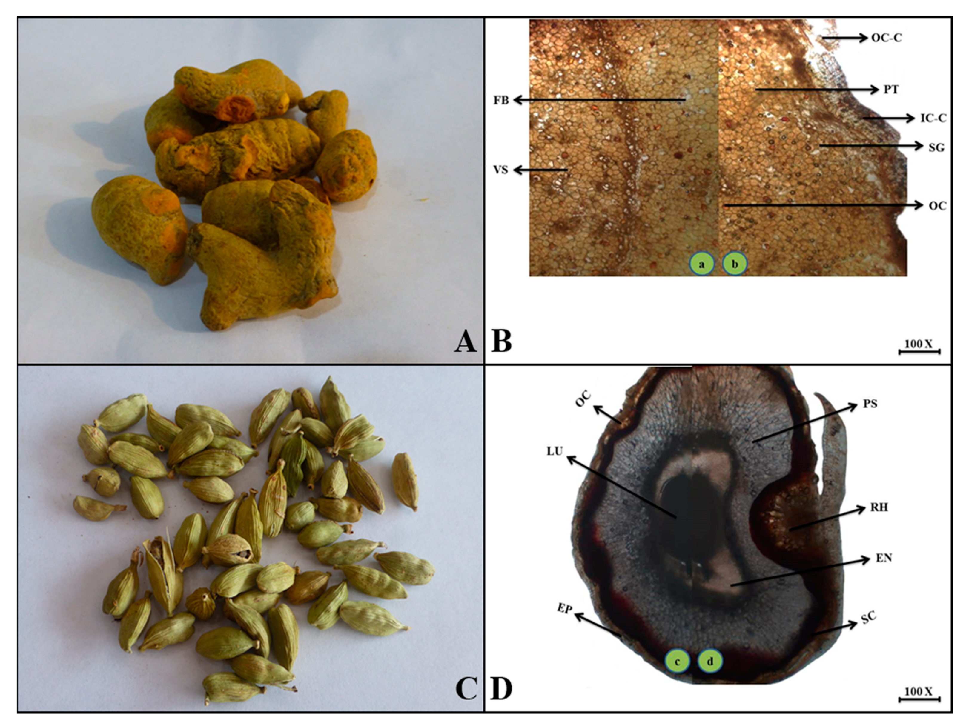 Plants 13 01067 g007