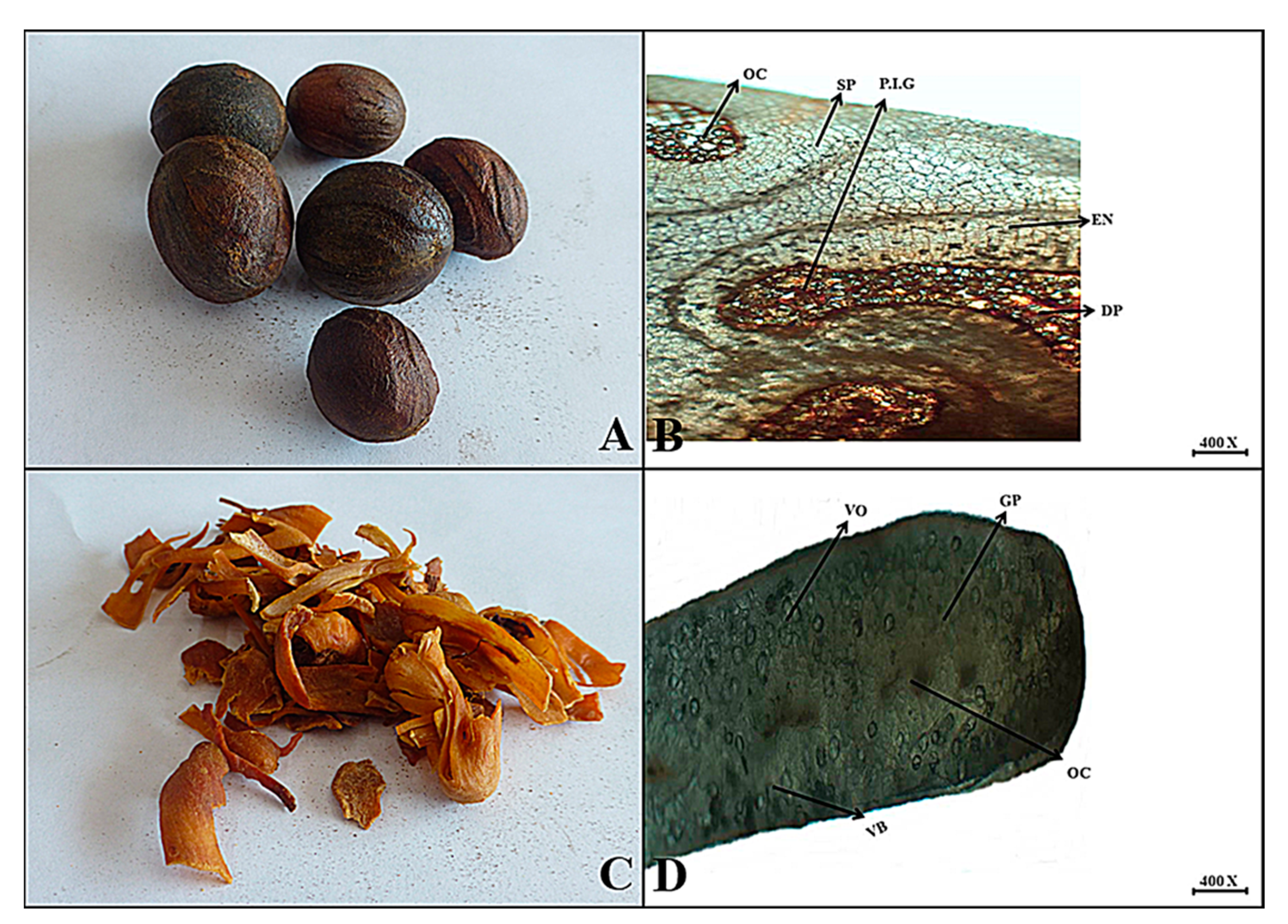 Plants 13 01067 g009