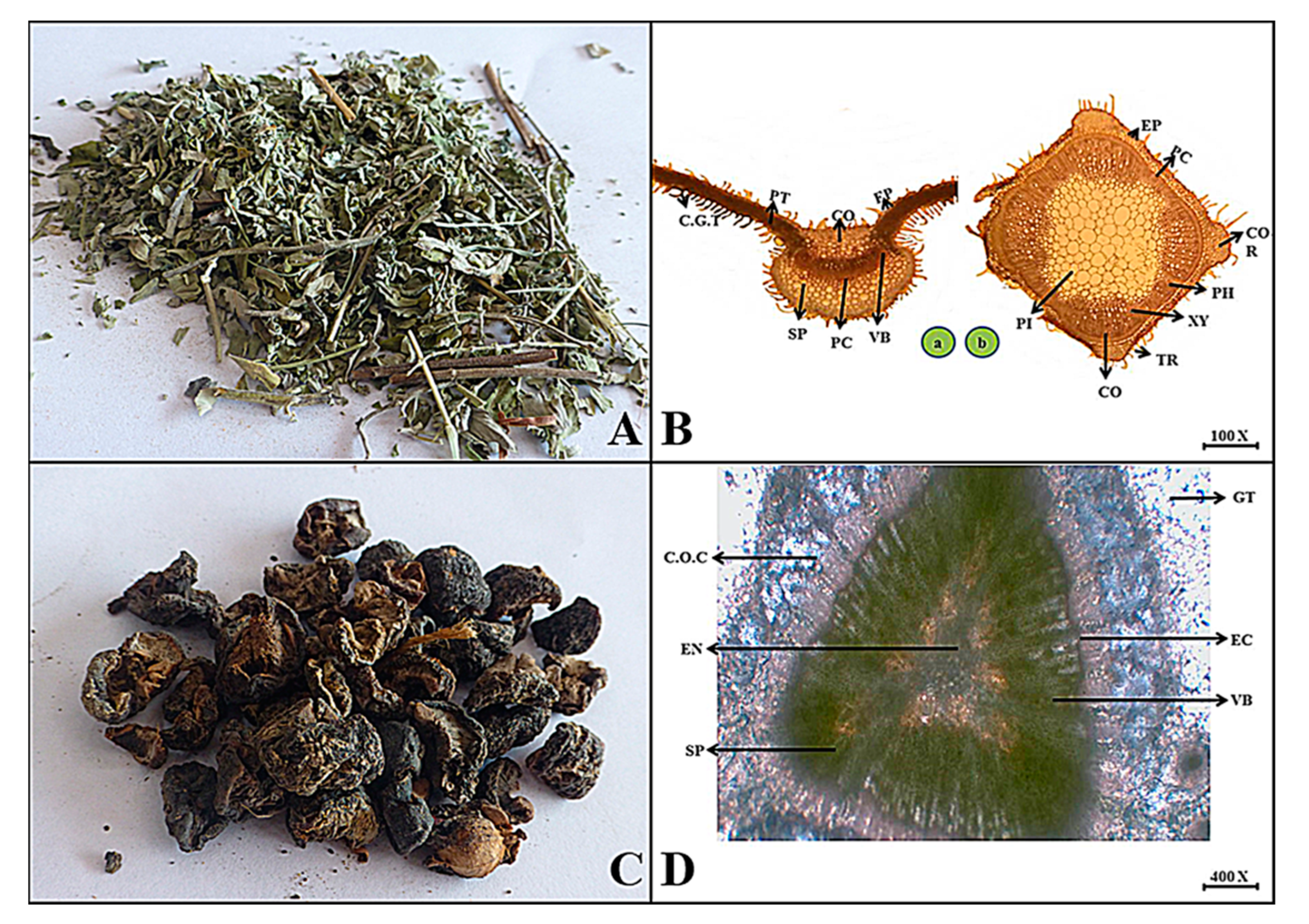 Plants 13 01067 g010