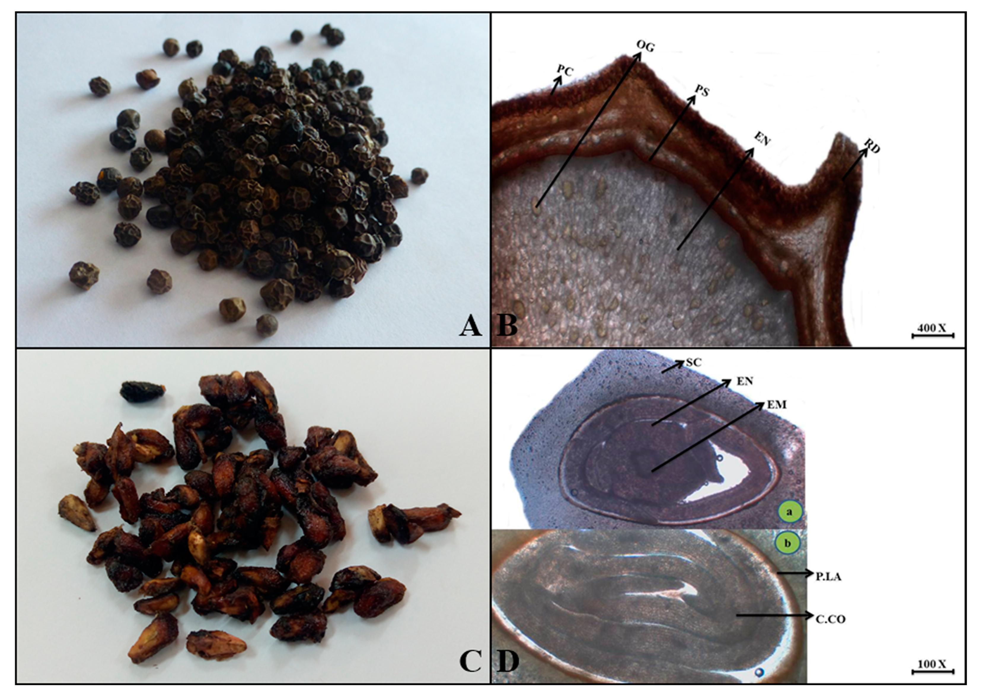 Plants 13 01067 g011