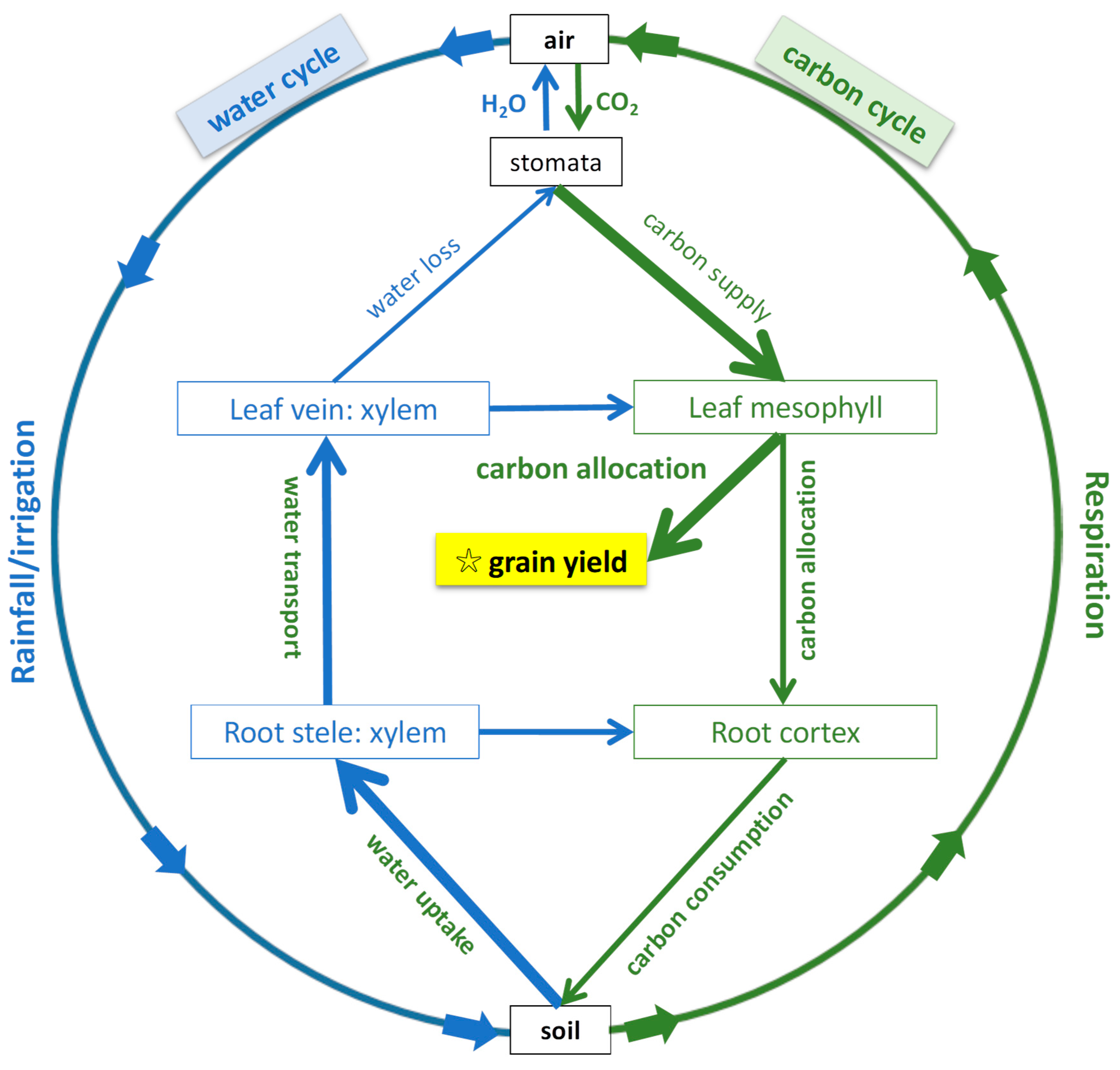 Plants 13 01075 g001