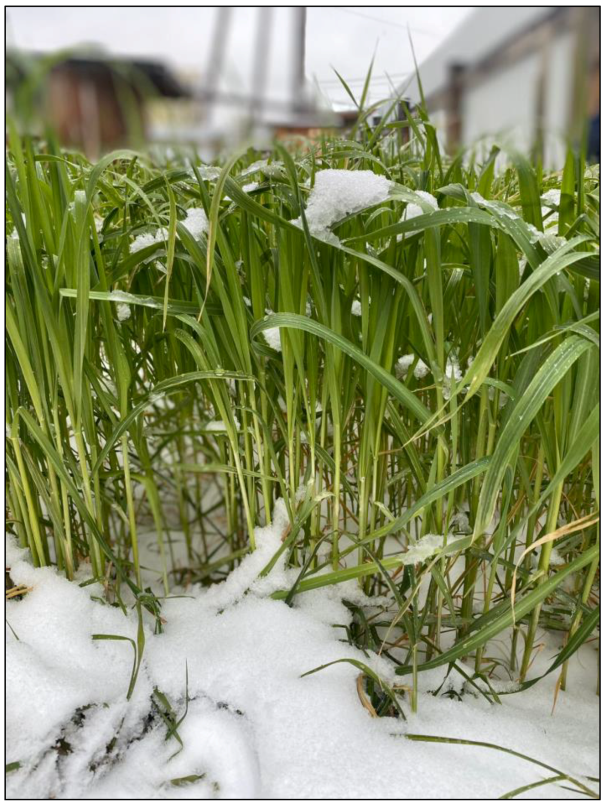 Plants 13 01076 g002