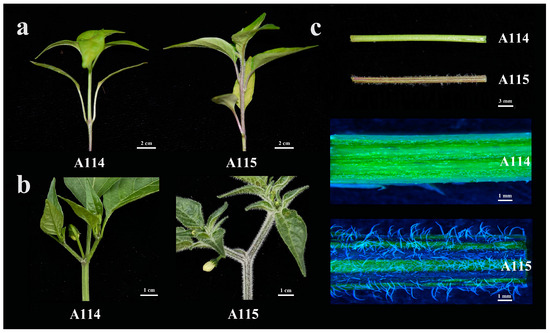 Transcriptome Analysis Reveals Key Genes Involved in Trichome Formation ...