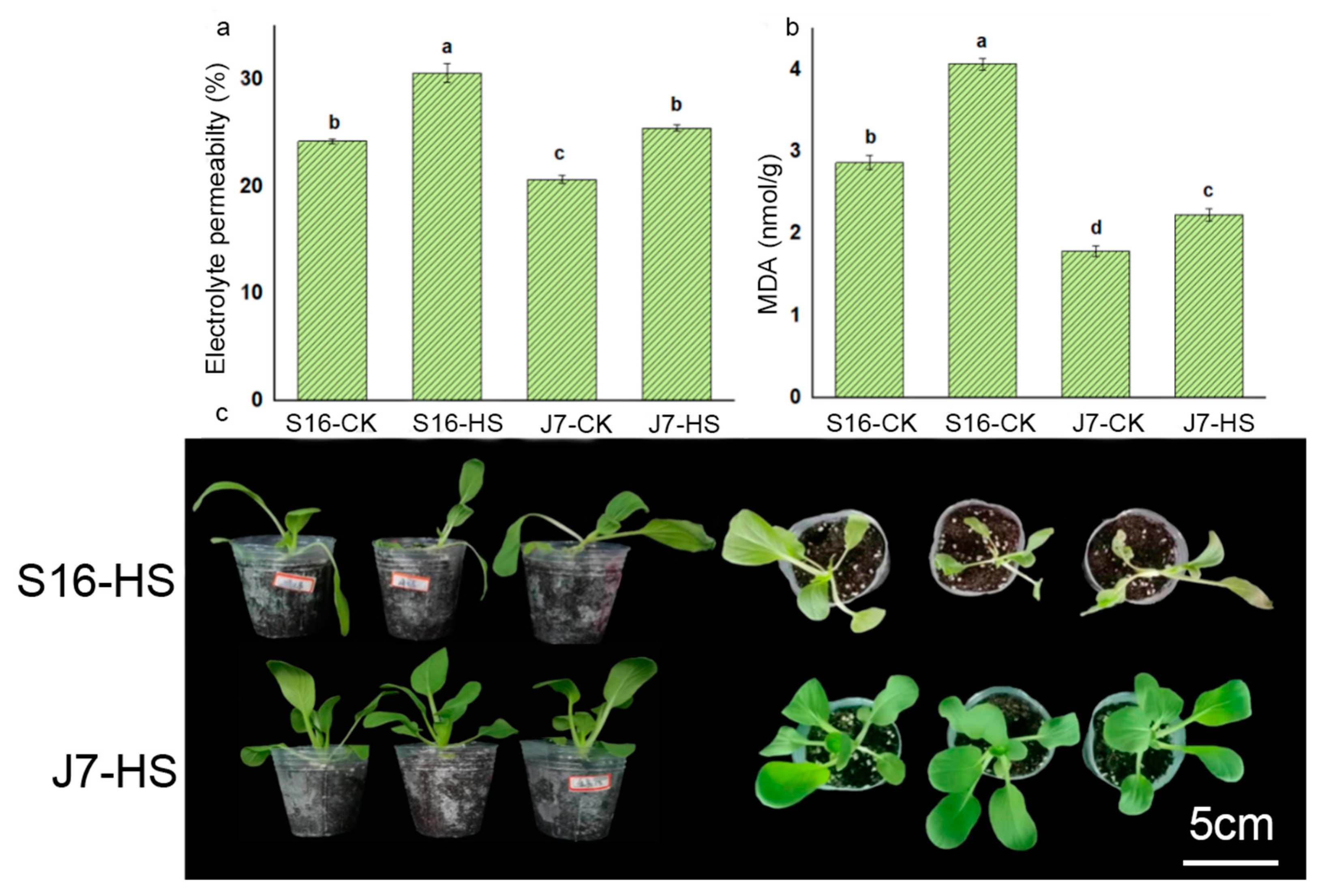 Plants 13 01093 g002
