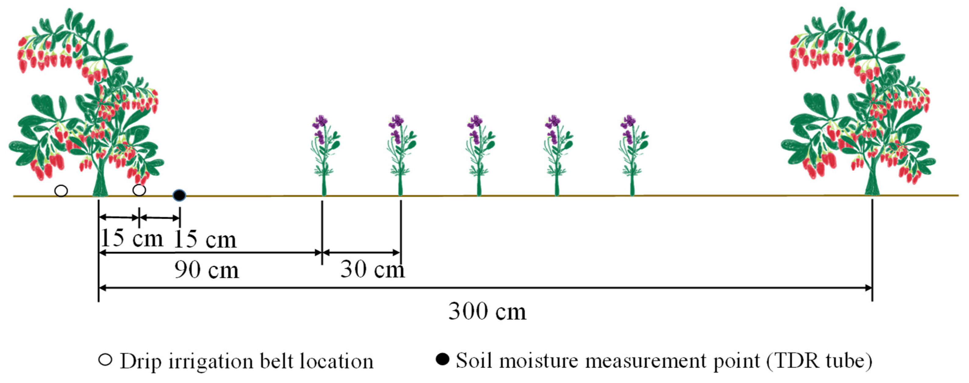 Plants 13 01095 g007