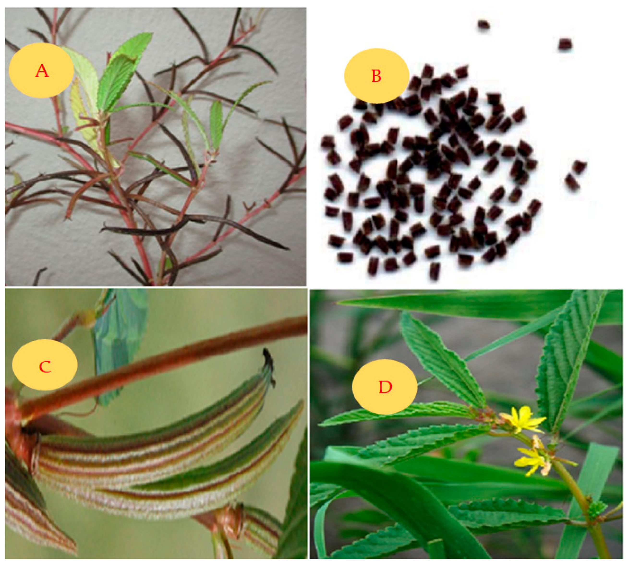 Plants 13 01096 g001